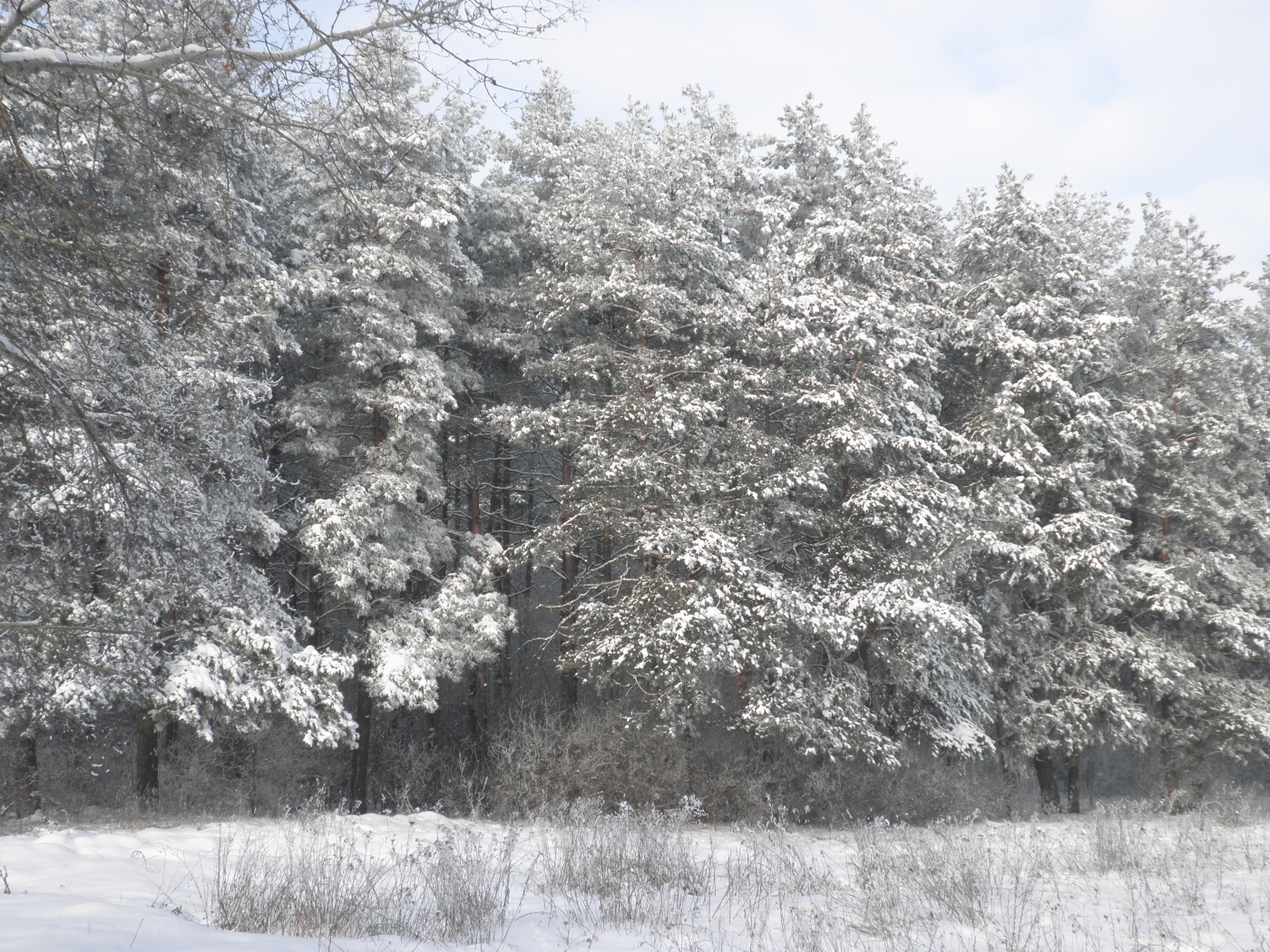 Скачать обои бесплатно Снег, Пейзаж, Зима, Деревья картинка на рабочий стол ПК