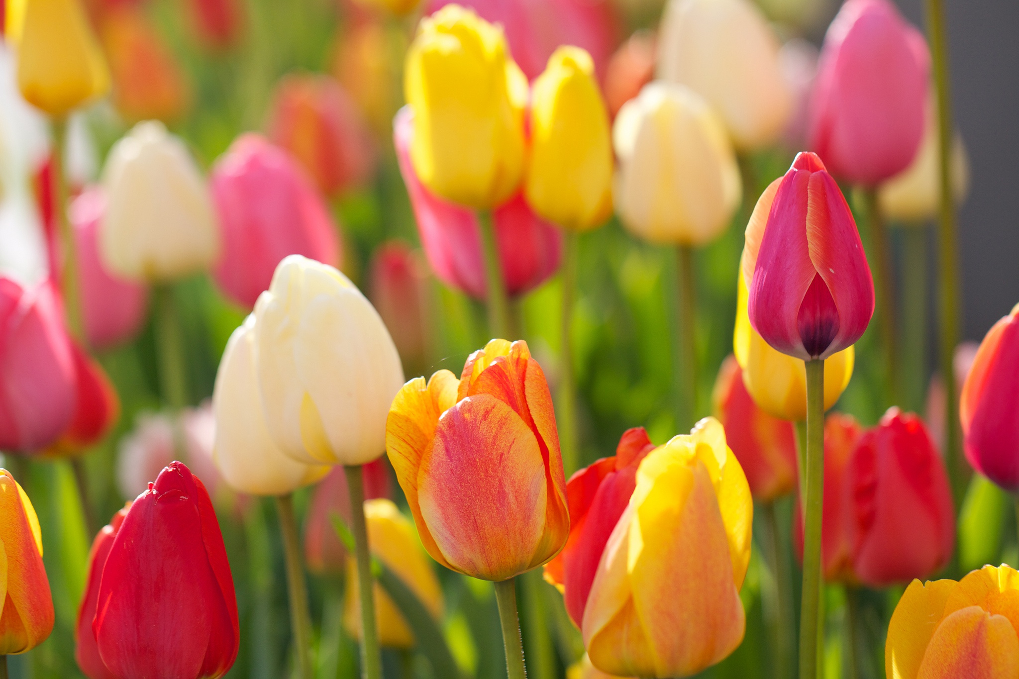 Descarga gratuita de fondo de pantalla para móvil de Naturaleza, Flores, Flor, Tulipán, Tierra/naturaleza.