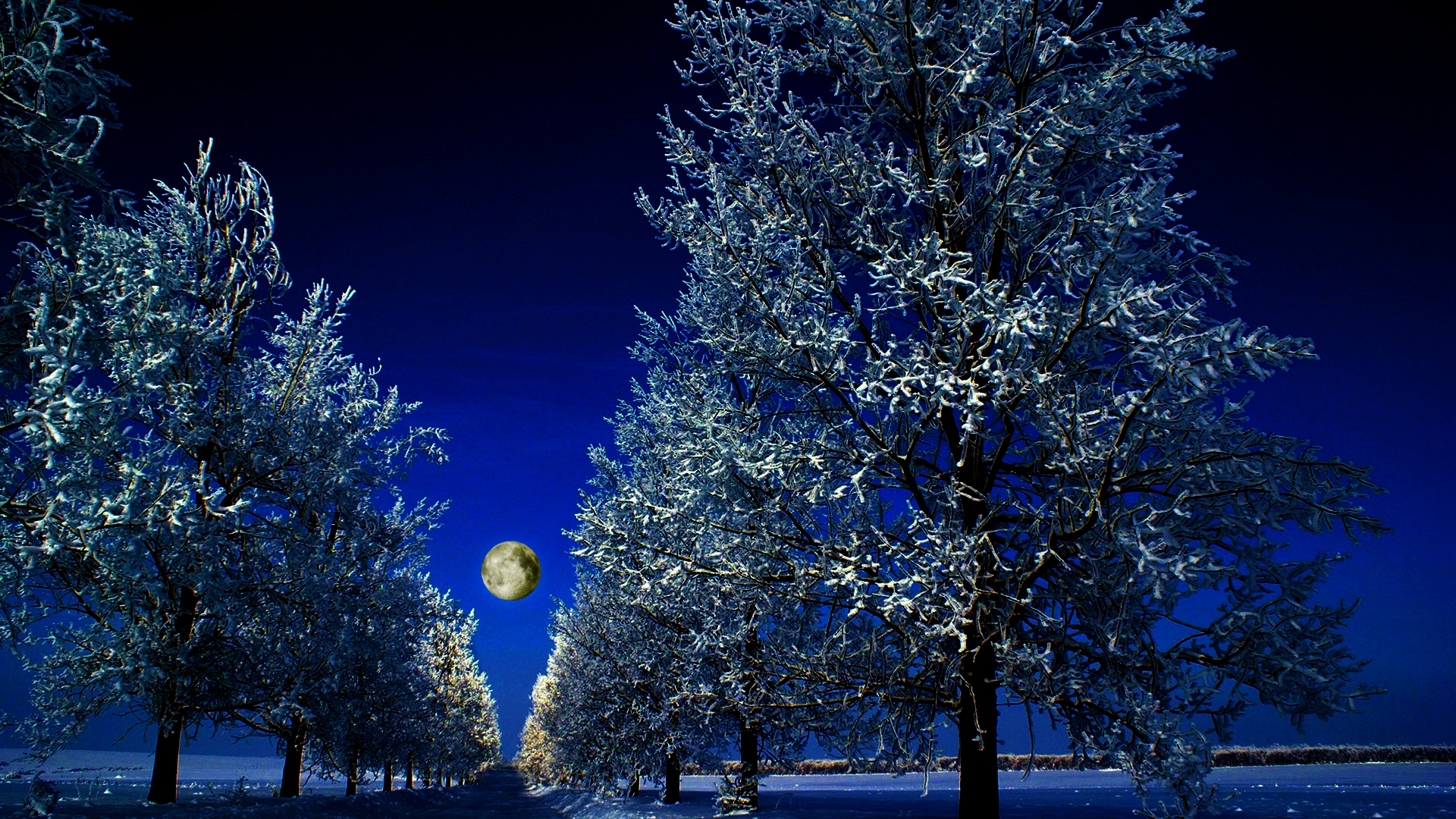 Скачать картинку Зима, Ночь, Луна, Дерево, Синий, Земля/природа, Обсаженный Деревьями в телефон бесплатно.