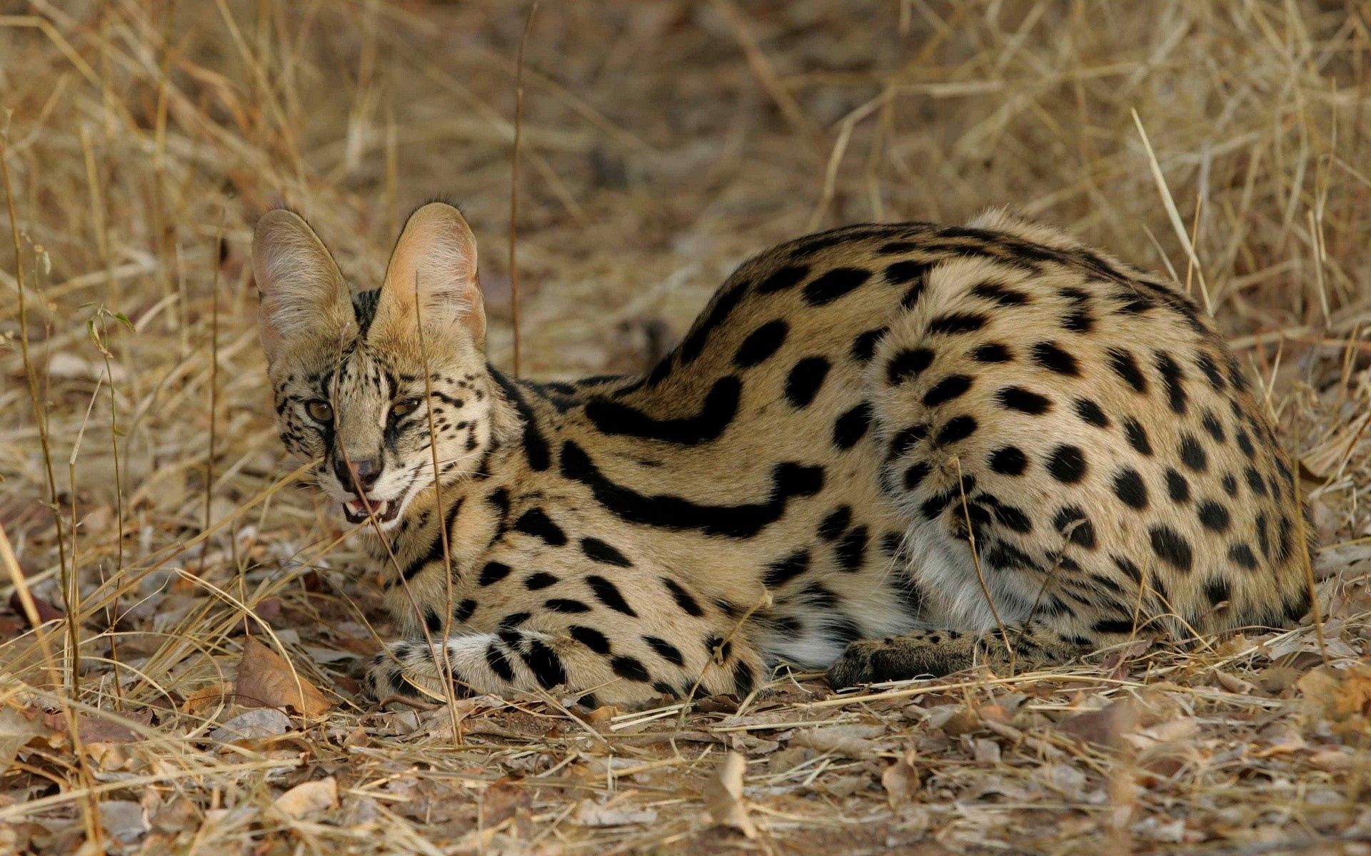animals, grass, cat, aggression, to lie down, lie, spotted, spotty, serval cellphone