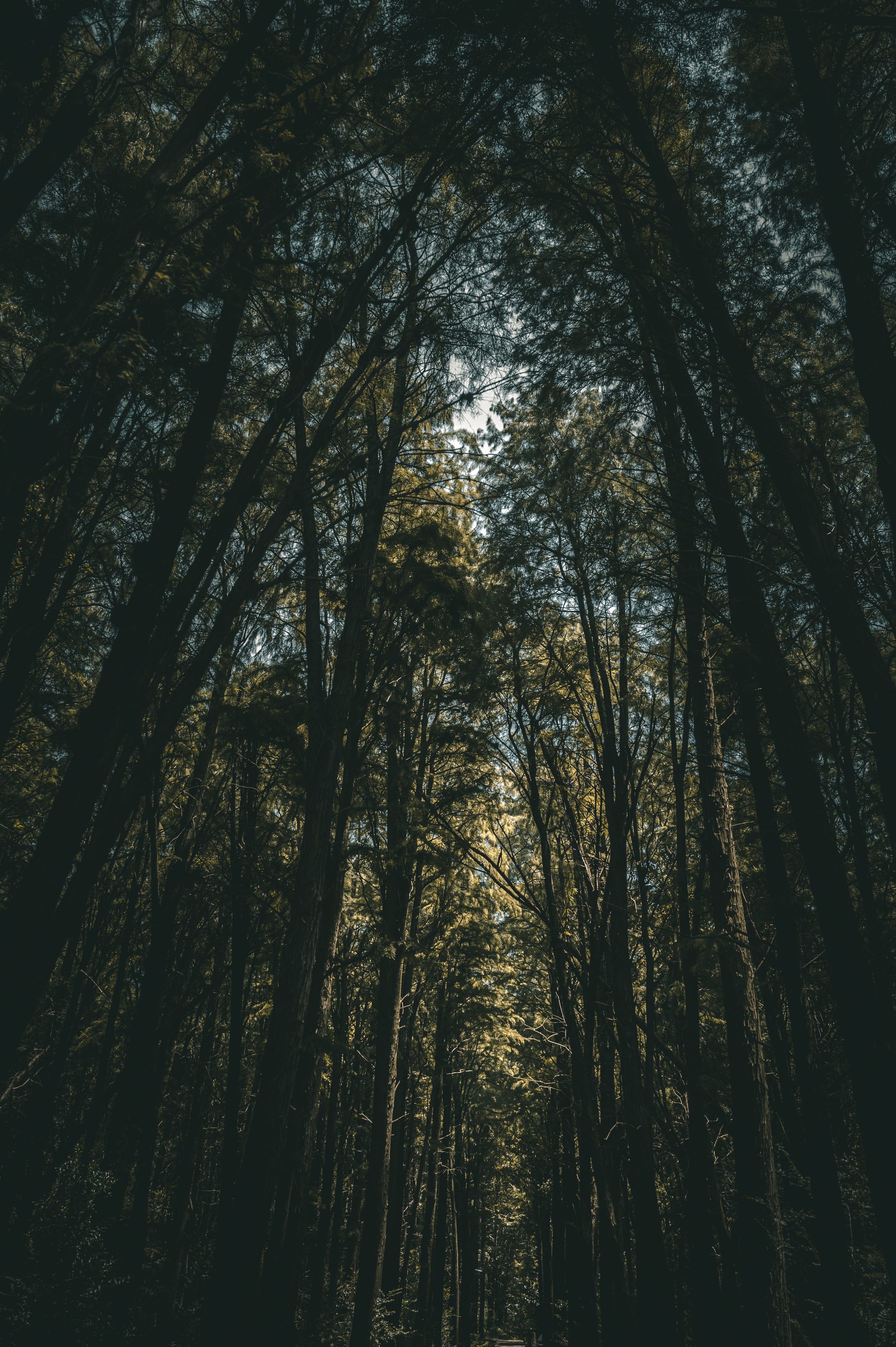 bottom view, nature, trees, forest, branches Full HD