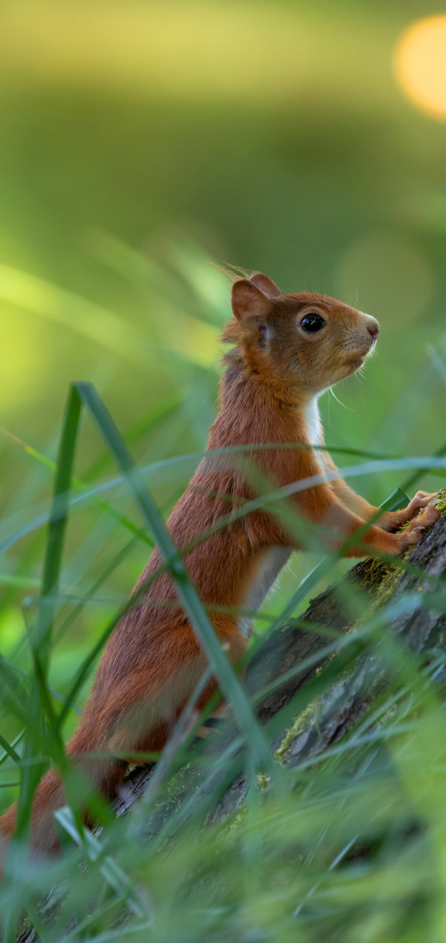 Handy-Wallpaper Tiere, Eichhörnchen, Nagetier kostenlos herunterladen.