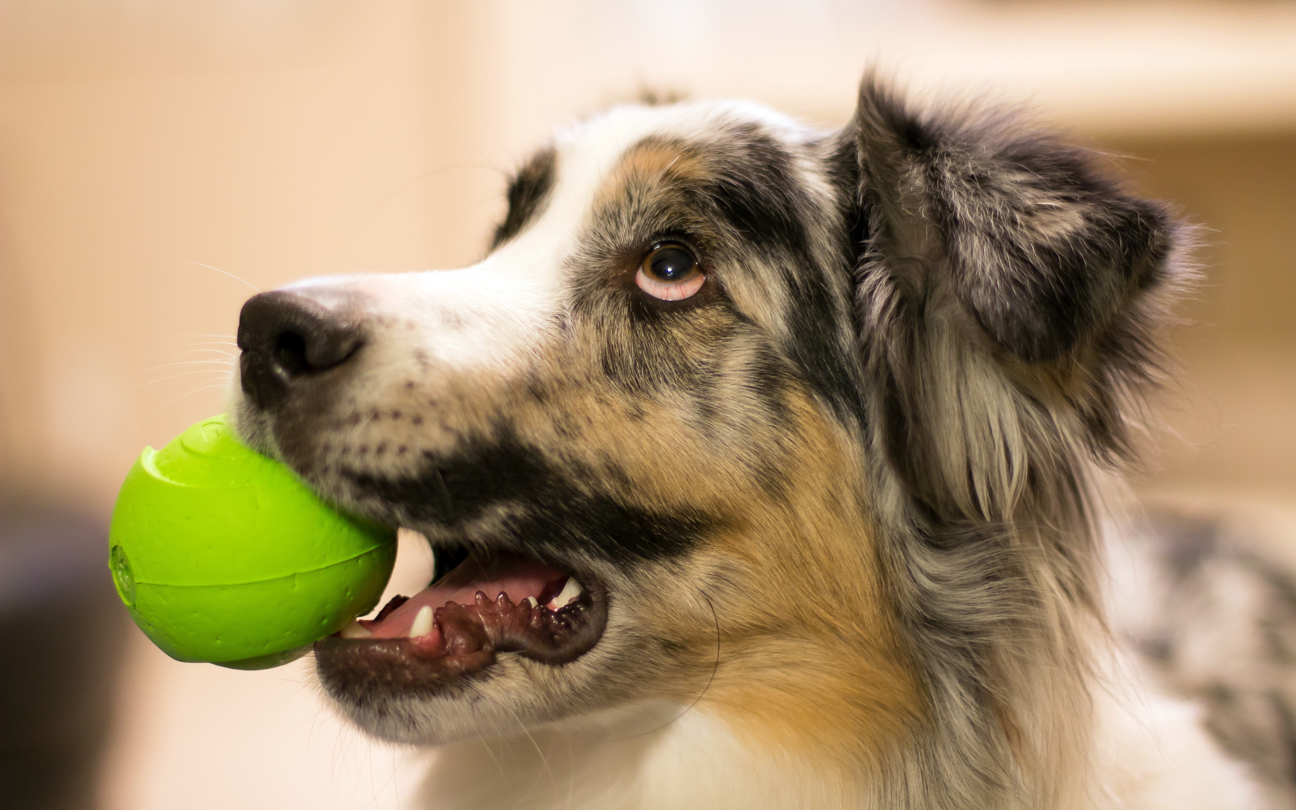 無料モバイル壁紙動物, 犬をダウンロードします。