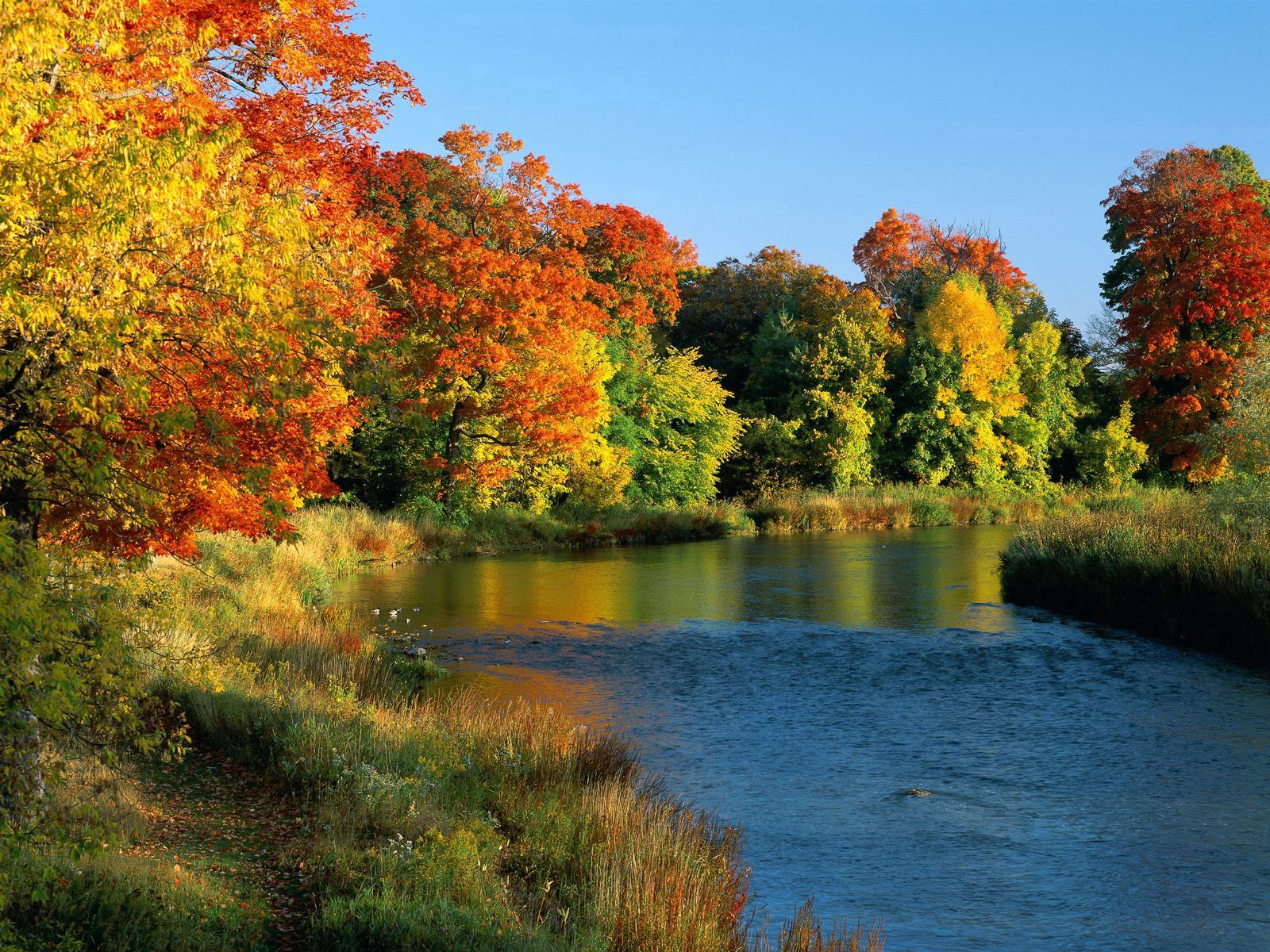 PCデスクトップに自然, 川, 木, カナダ, 海岸, フロー, 流れる, 岸, オンタリオ, 秋画像を無料でダウンロード