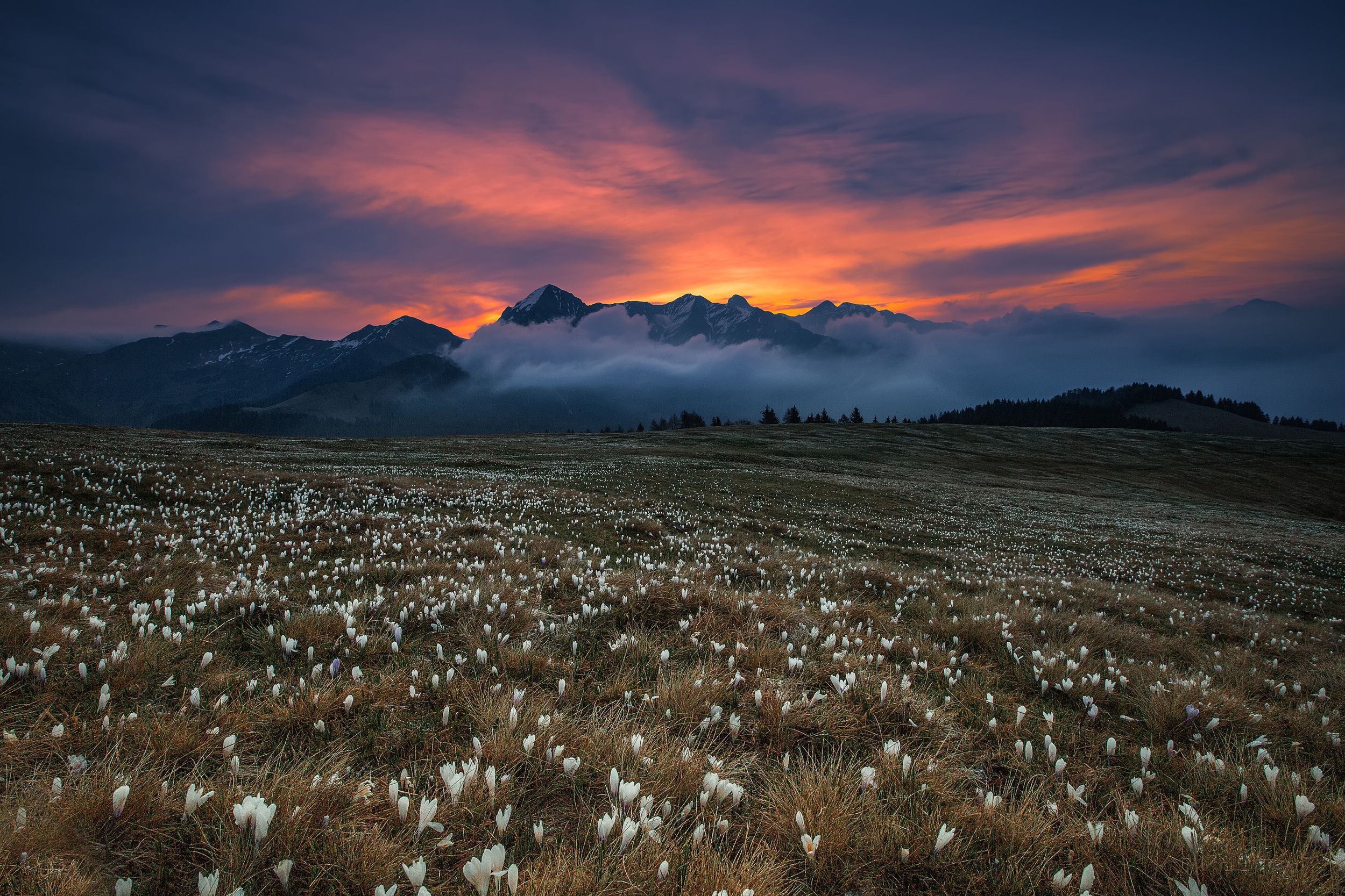 Download mobile wallpaper Landscape, Nature, Sunset, Mountain, Flower, Earth, Cloud, Crocus, White Flower for free.