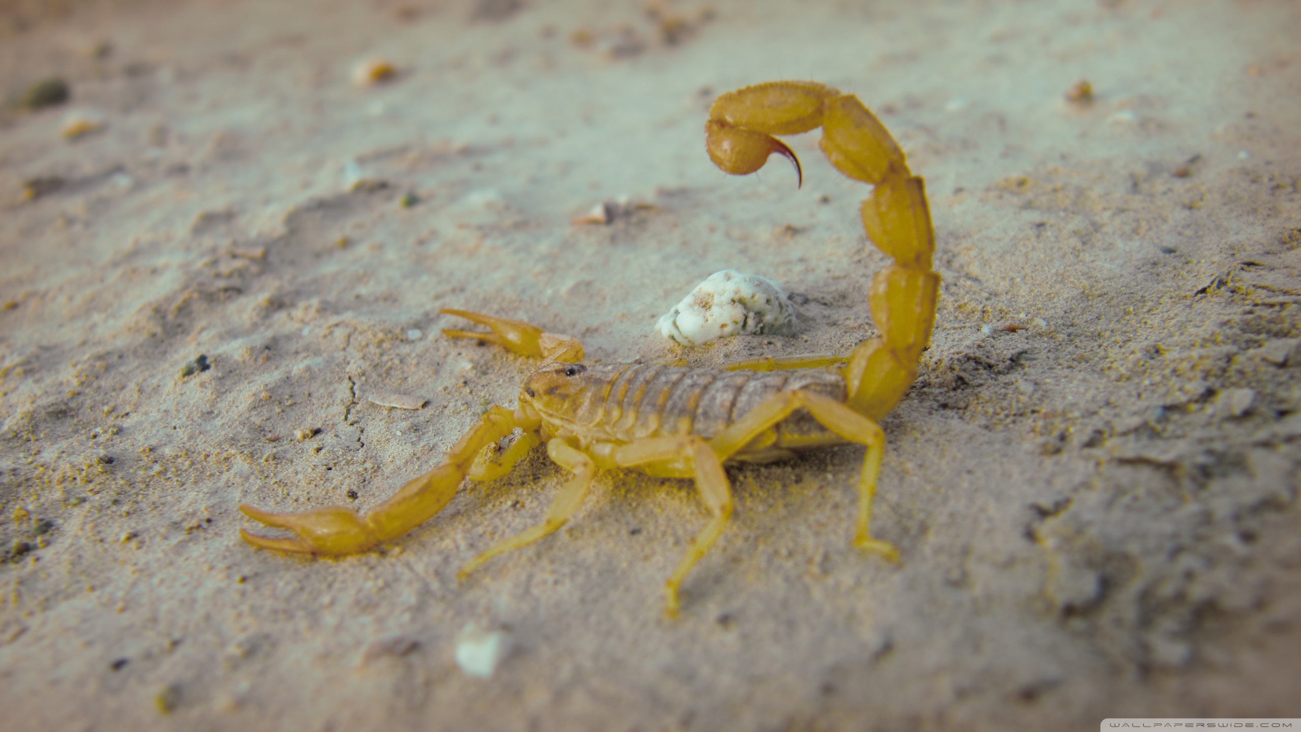 animal, scorpion