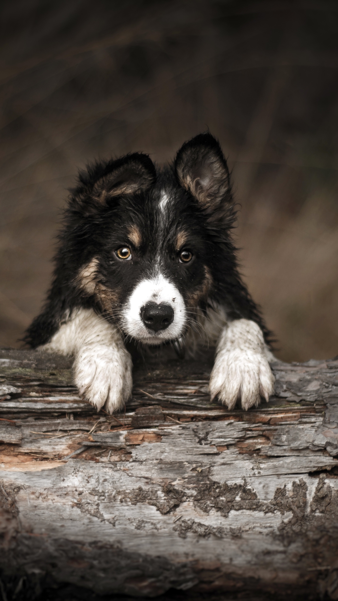 Handy-Wallpaper Tiere, Hunde, Hund, Welpen, Tierbaby kostenlos herunterladen.