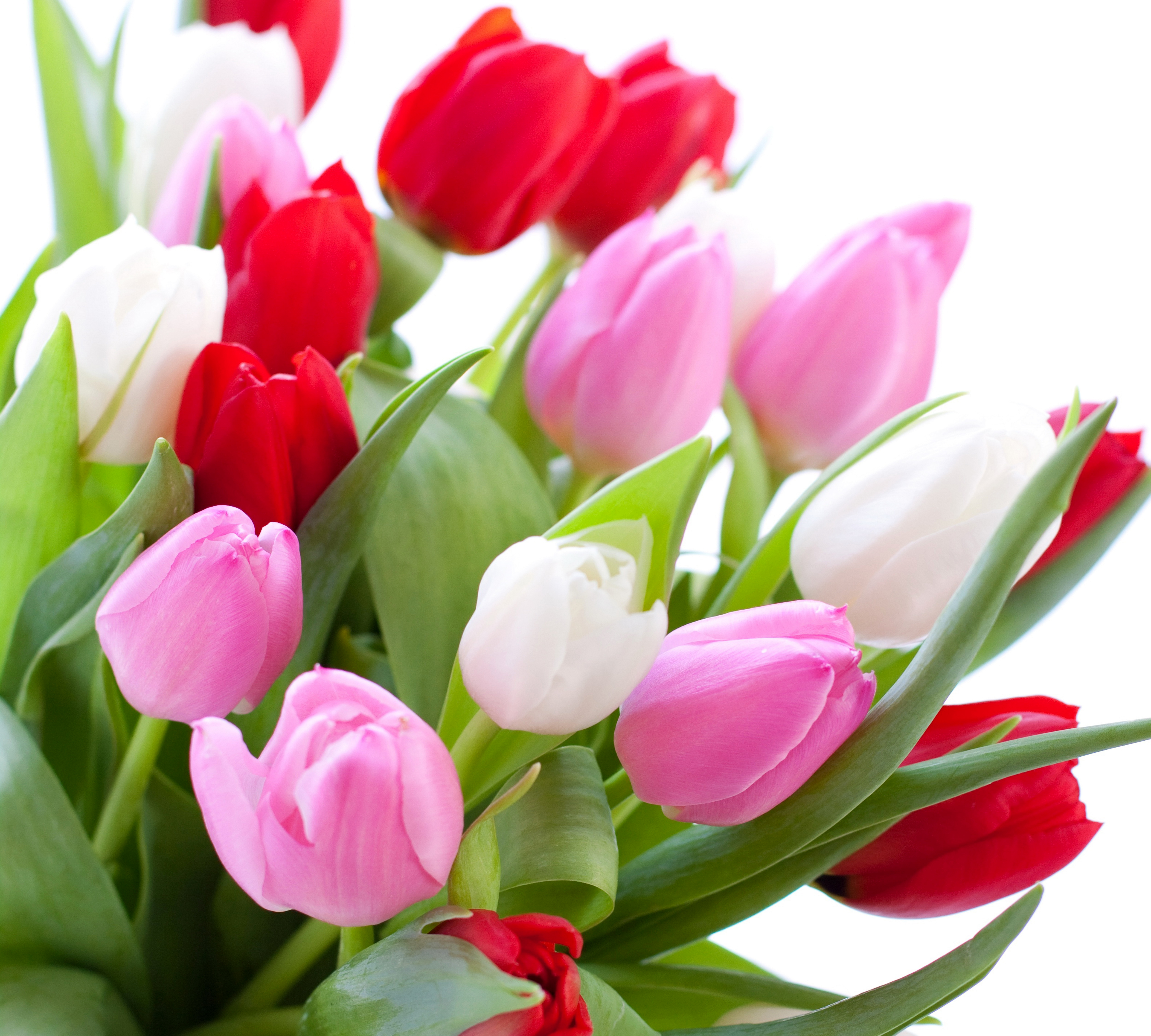 Free download wallpaper Flowers, Flower, Earth, Tulip, White Flower, Red Flower, Pink Flower on your PC desktop