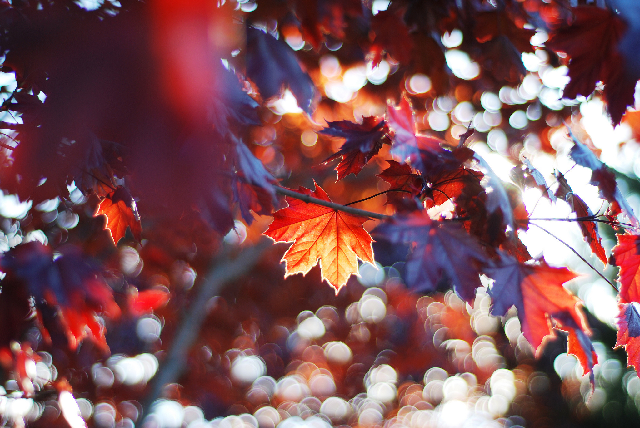 earth, leaf, fall, maple leaf