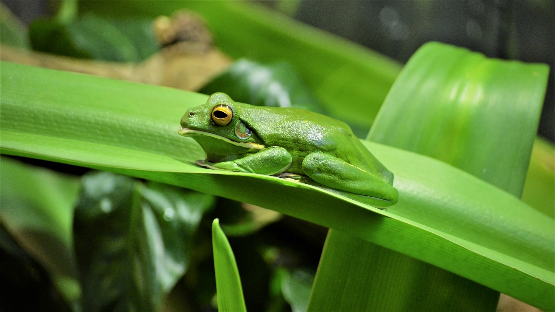 animal, white lipped tree frog, amphibian, frog, green, leaf, frogs