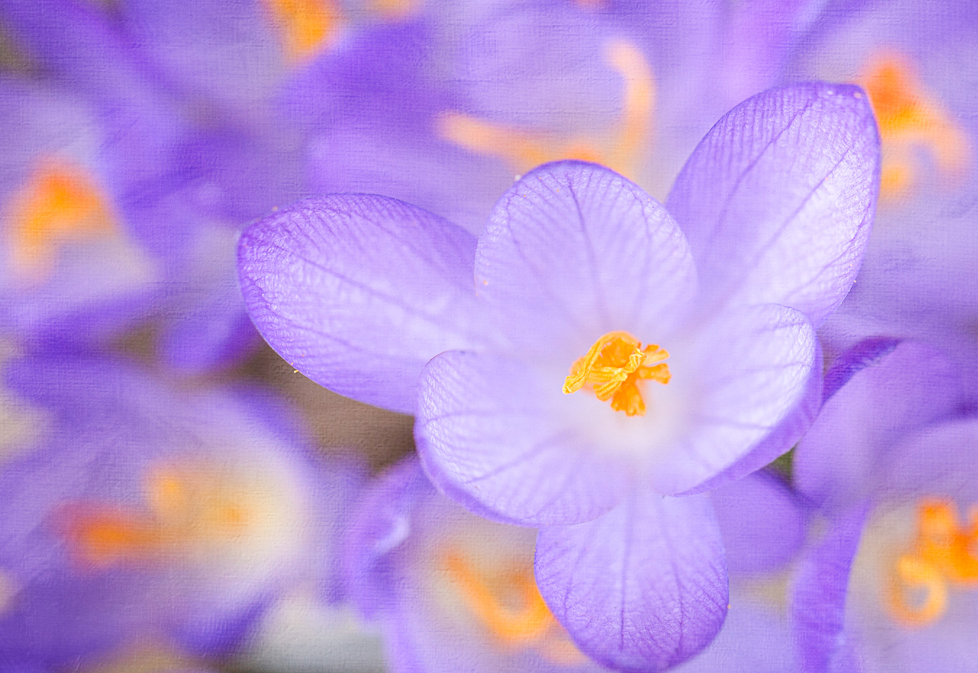 Laden Sie das Natur, Blumen, Blume, Krokus, Lila Blume, Erde/natur-Bild kostenlos auf Ihren PC-Desktop herunter