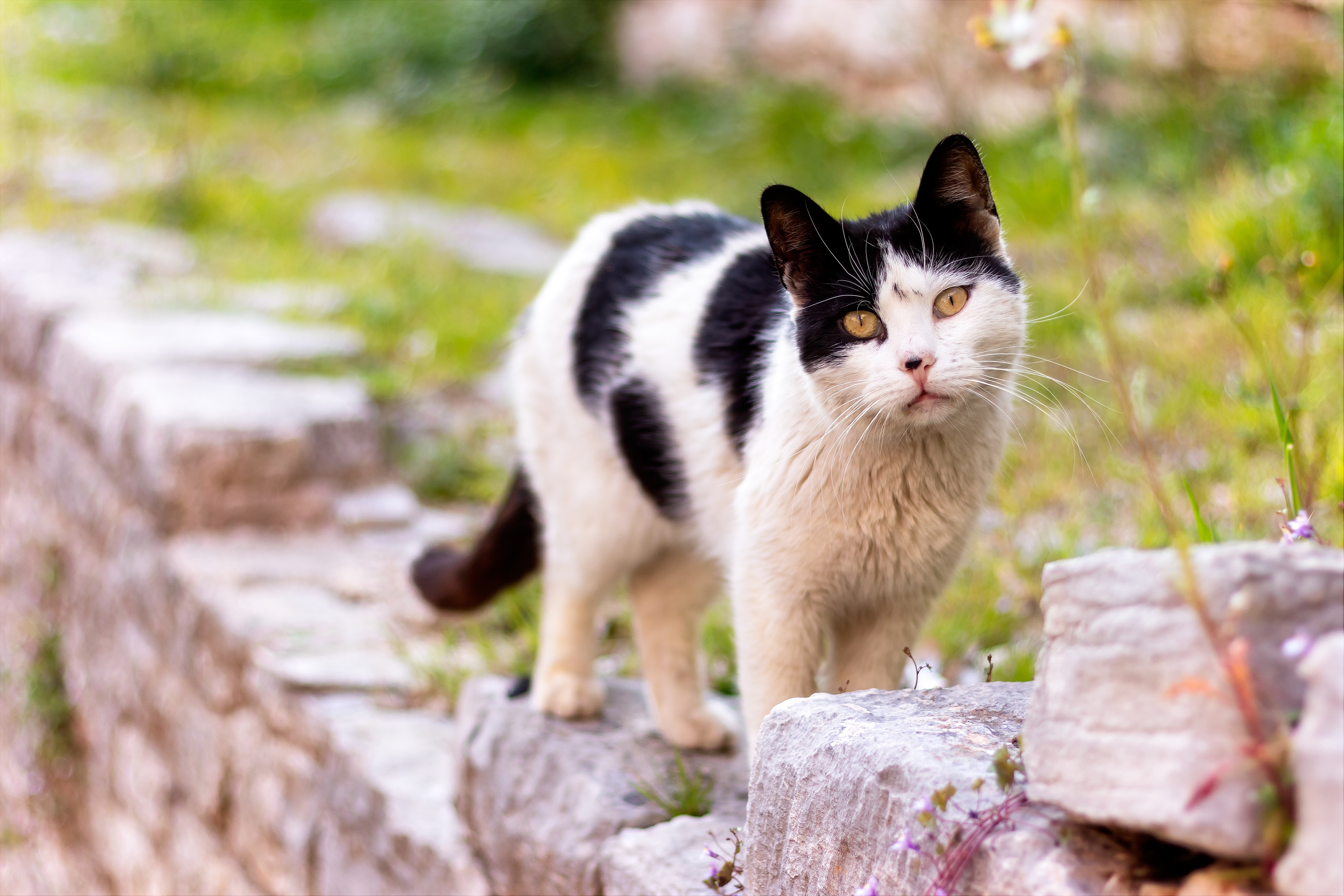 Laden Sie das Tiere, Katzen, Katze-Bild kostenlos auf Ihren PC-Desktop herunter