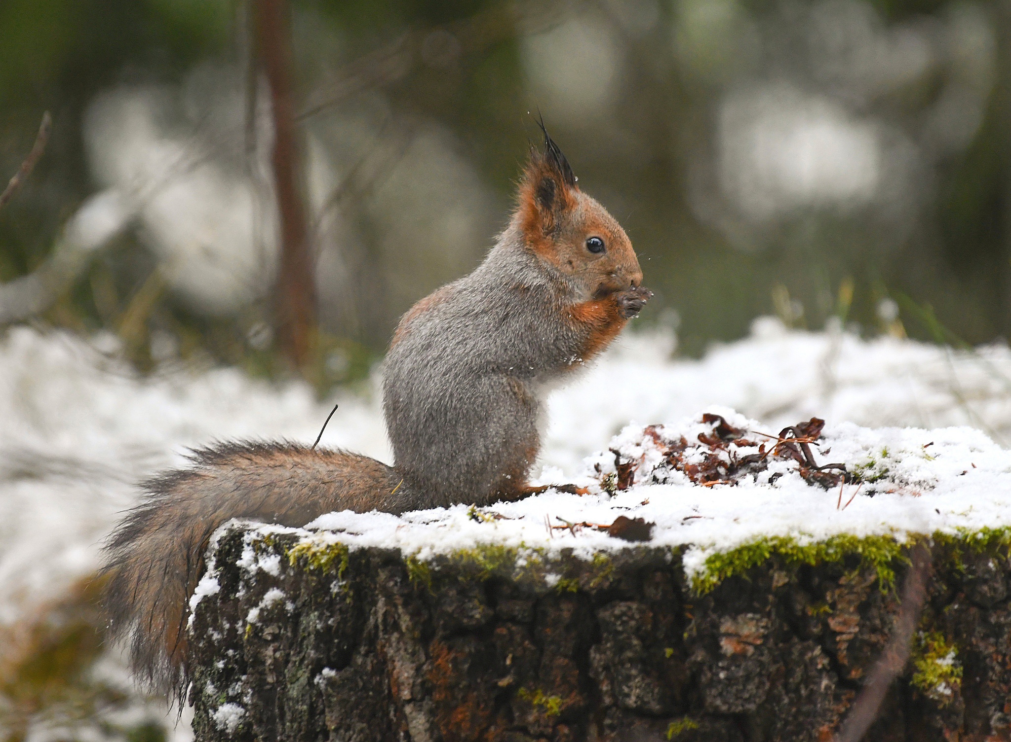 Laden Sie das Tiere, Winter, Eichhörnchen, Nagetier, Tiefenschärfe-Bild kostenlos auf Ihren PC-Desktop herunter