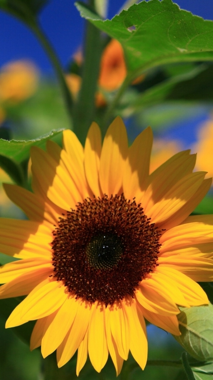 Handy-Wallpaper Blumen, Sonnenblume, Erde/natur kostenlos herunterladen.