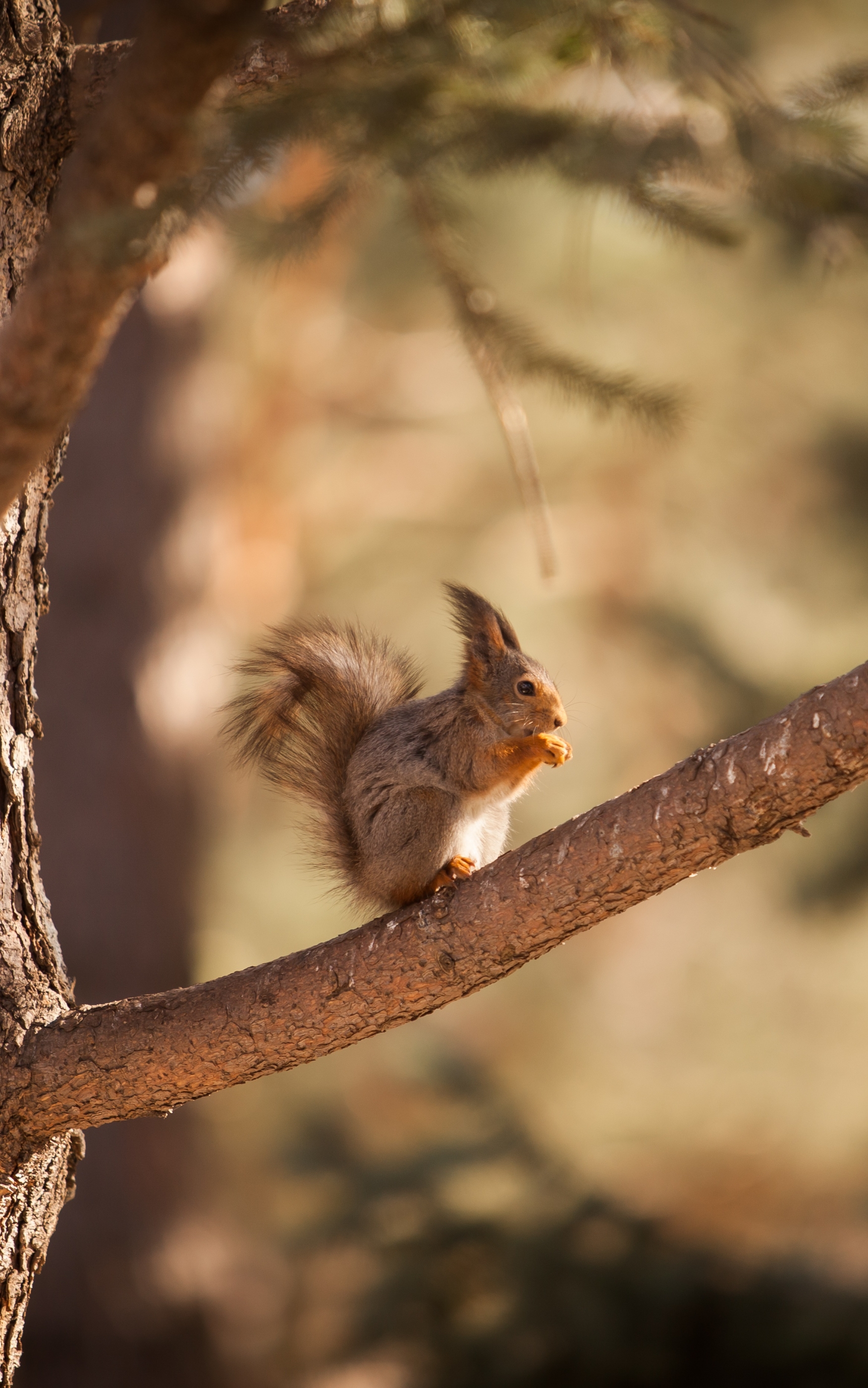 Download mobile wallpaper Squirrel, Animal, Rodent for free.