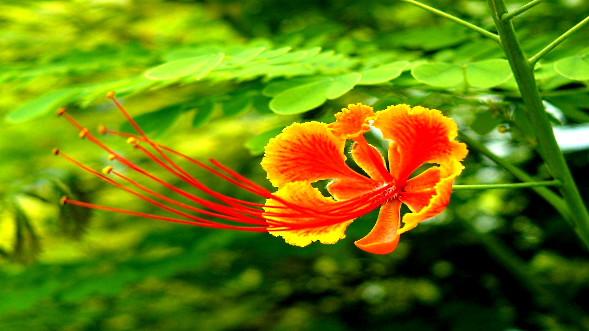 Téléchargez gratuitement l'image Fleurs, Fleur, Terre/nature sur le bureau de votre PC