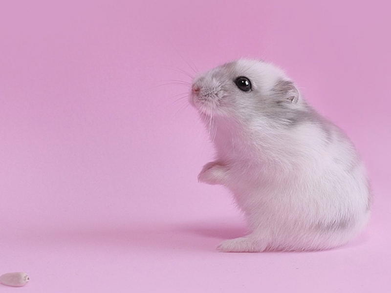 Handy-Wallpaper Hamster, Tiere kostenlos herunterladen.