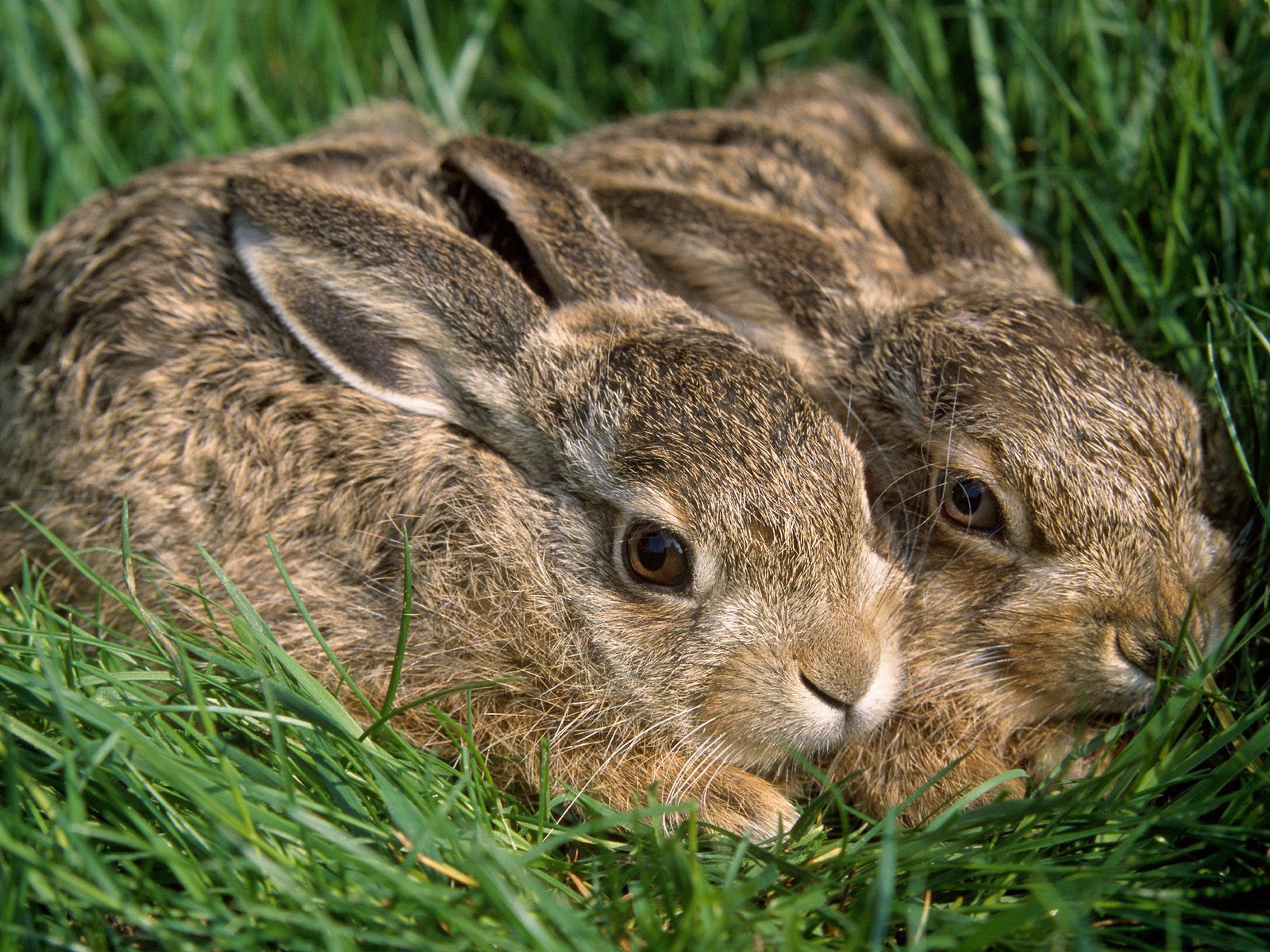 rabbits, animals, grass, couple, pair, hide, fright
