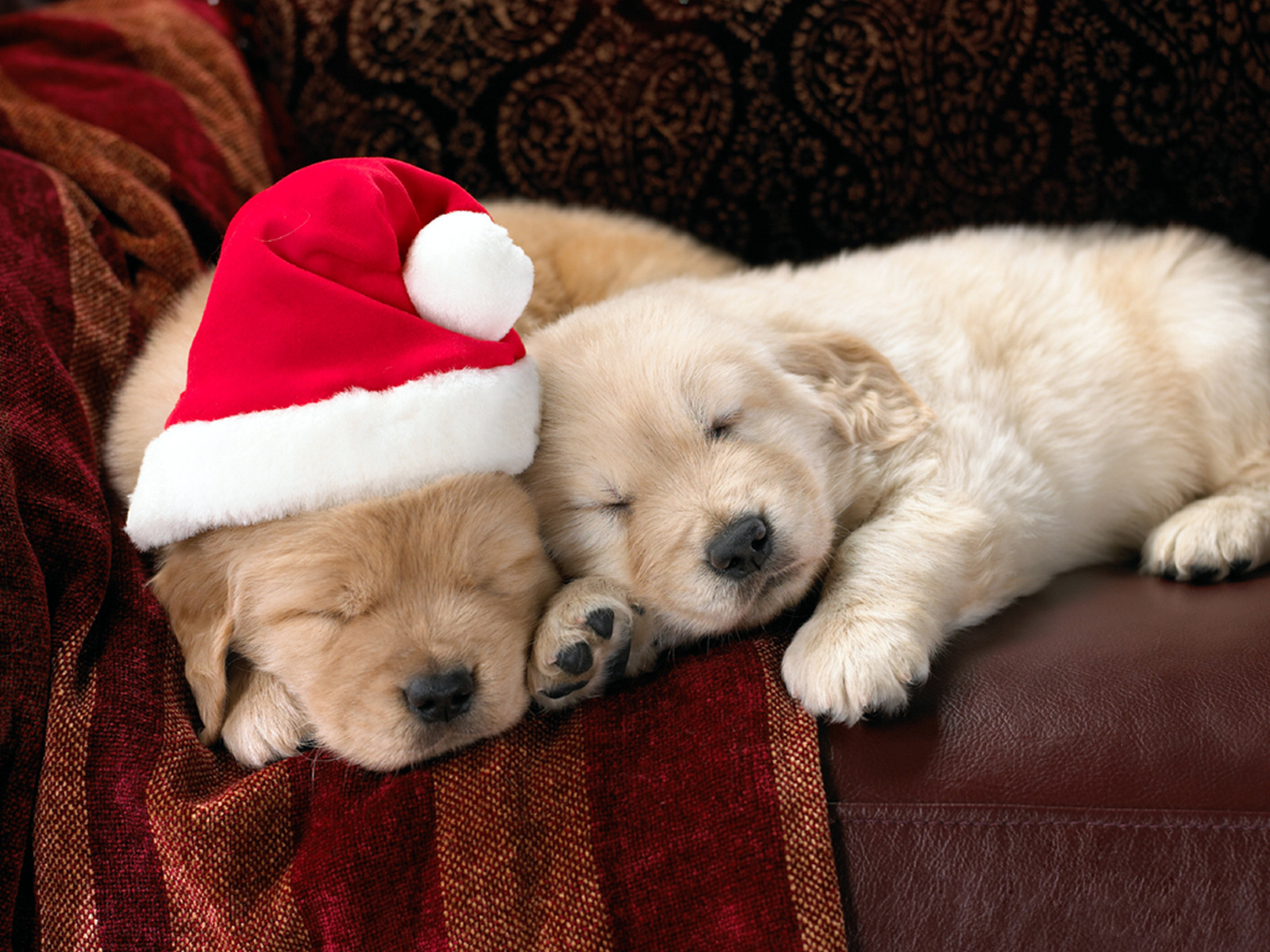 無料モバイル壁紙祝日, 動物, ドッグ, 新年, クリスマスをダウンロードします。