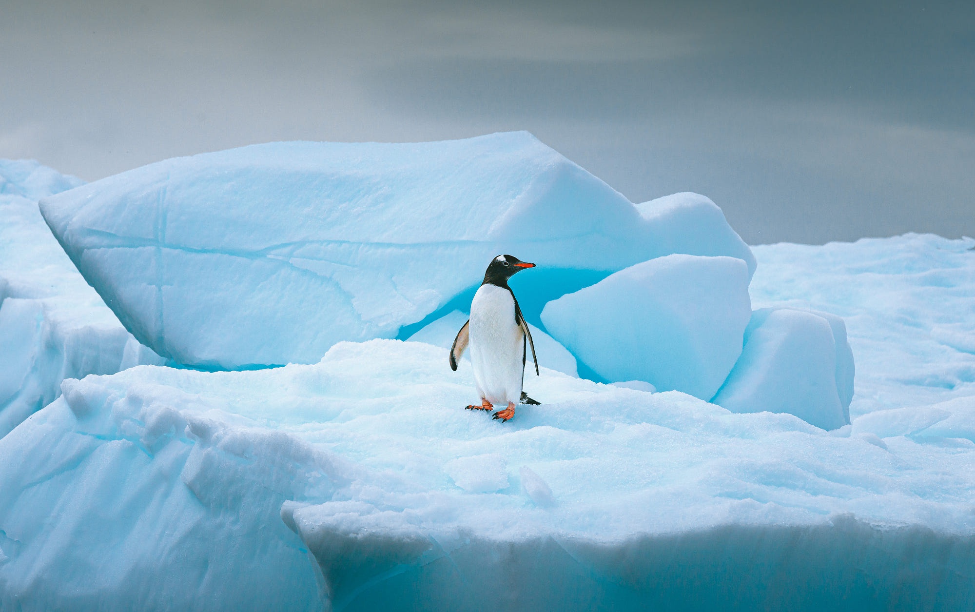 Descarga gratuita de fondo de pantalla para móvil de Pingüino, Ave, Aves, Animales.