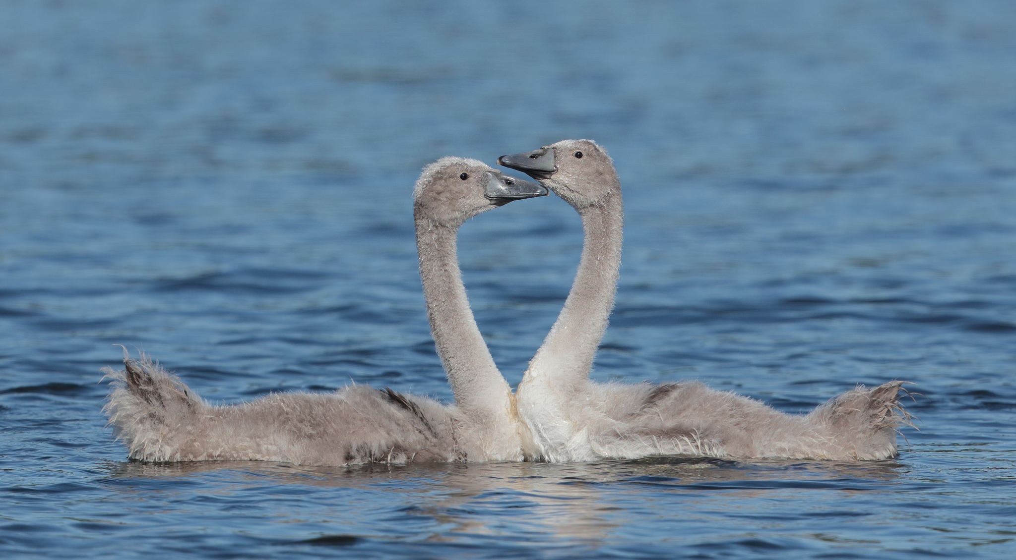 Handy-Wallpaper Tiere, Vögel, Schwan kostenlos herunterladen.