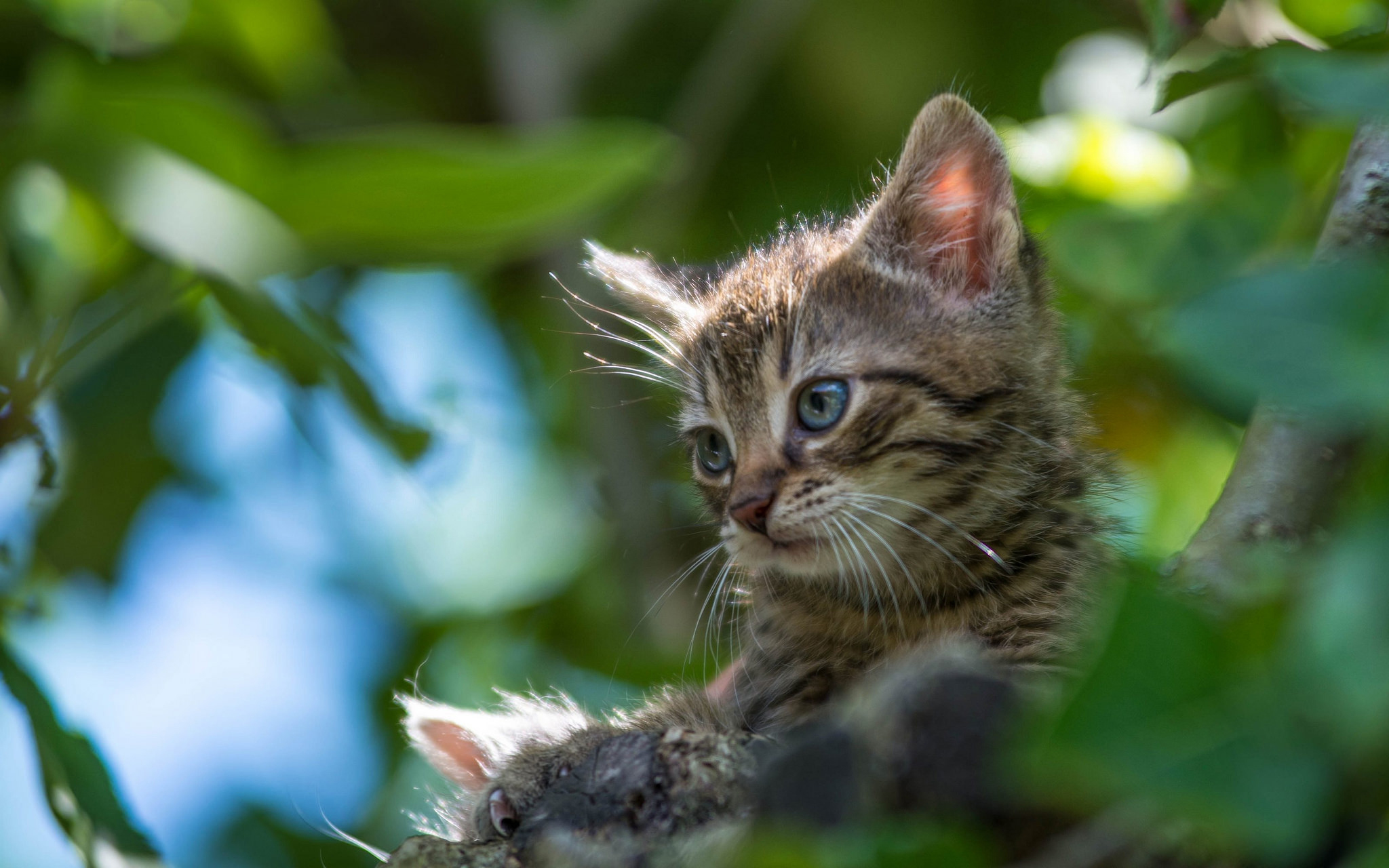 Handy-Wallpaper Katze, Katzen, Tiere kostenlos herunterladen.