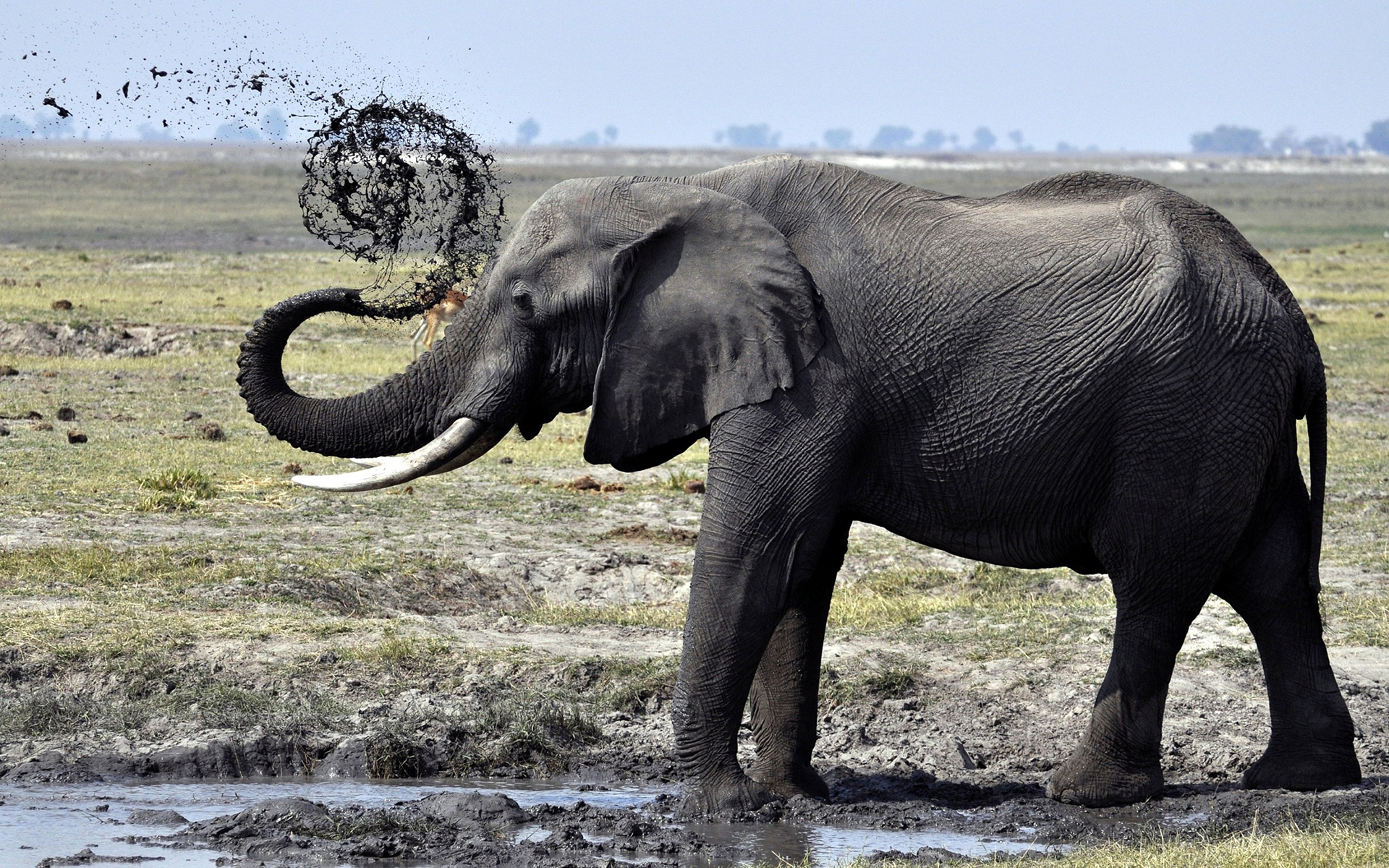 Laden Sie das Tiere, Afrikanischer Elefant-Bild kostenlos auf Ihren PC-Desktop herunter