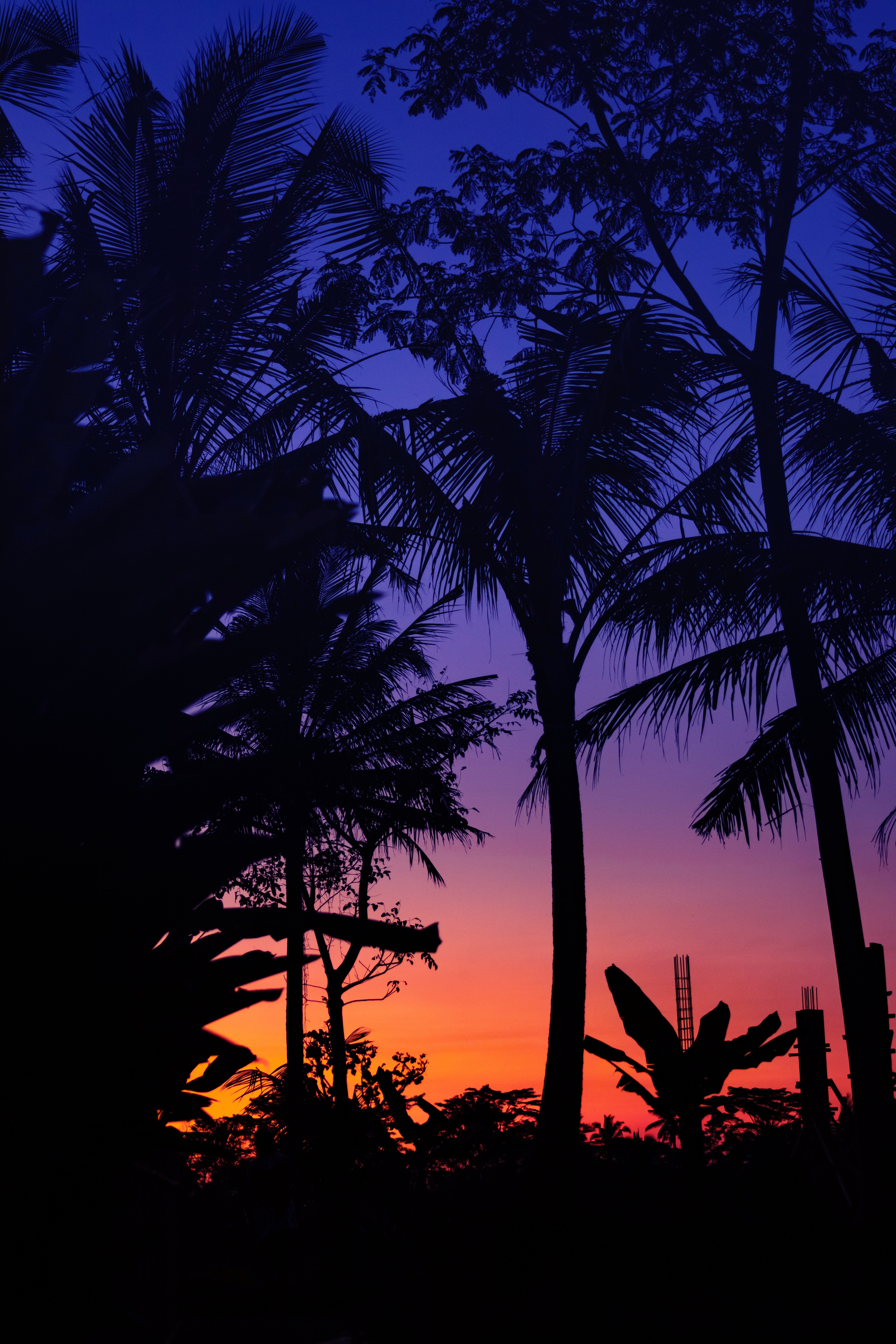 twilight, sunset, palms, dark, silhouettes, dusk