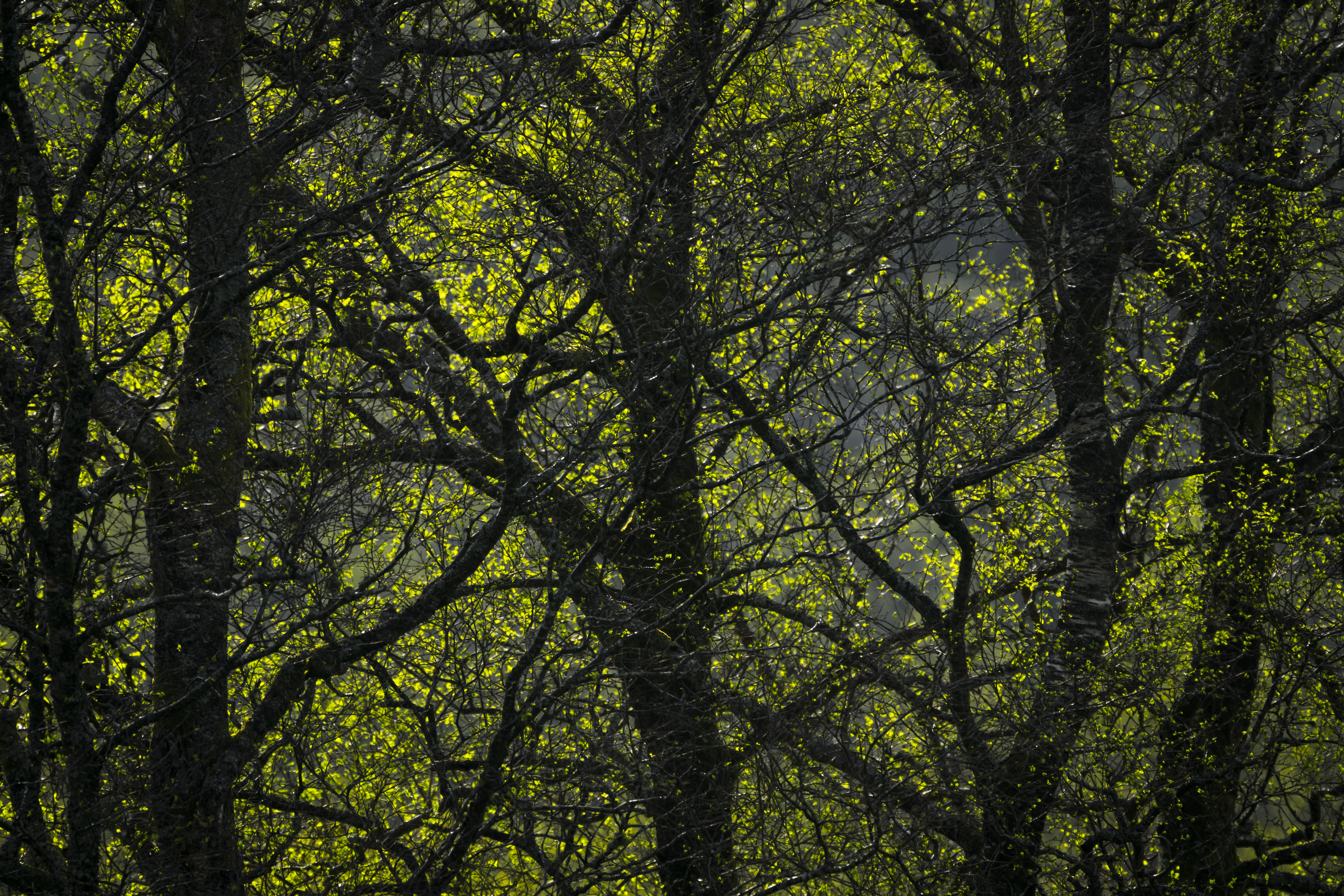 Free download wallpaper Trees, Forest, Branches, Nature, Leaves on your PC desktop
