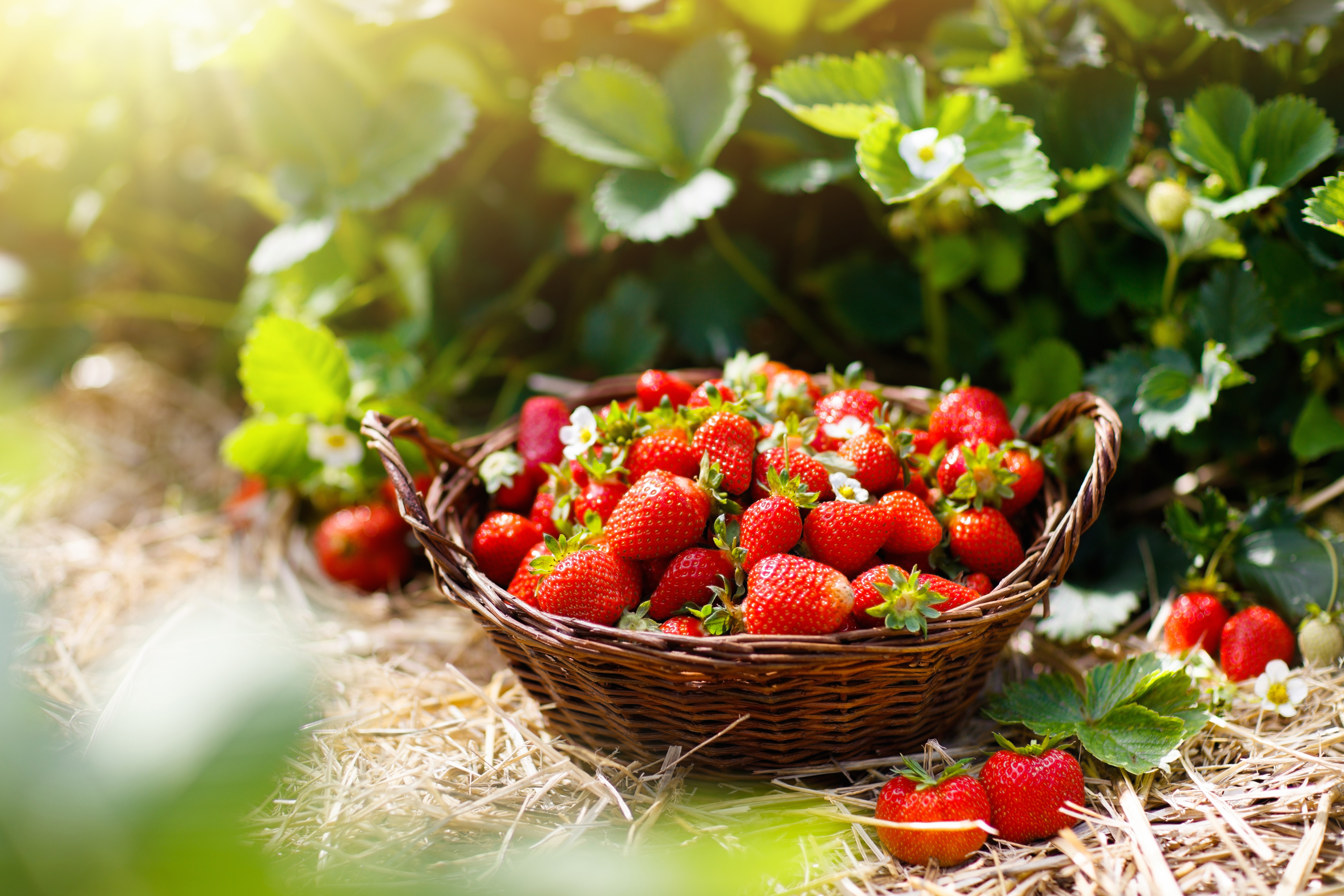 Download mobile wallpaper Fruits, Food, Strawberry, Fruit, Basket for free.