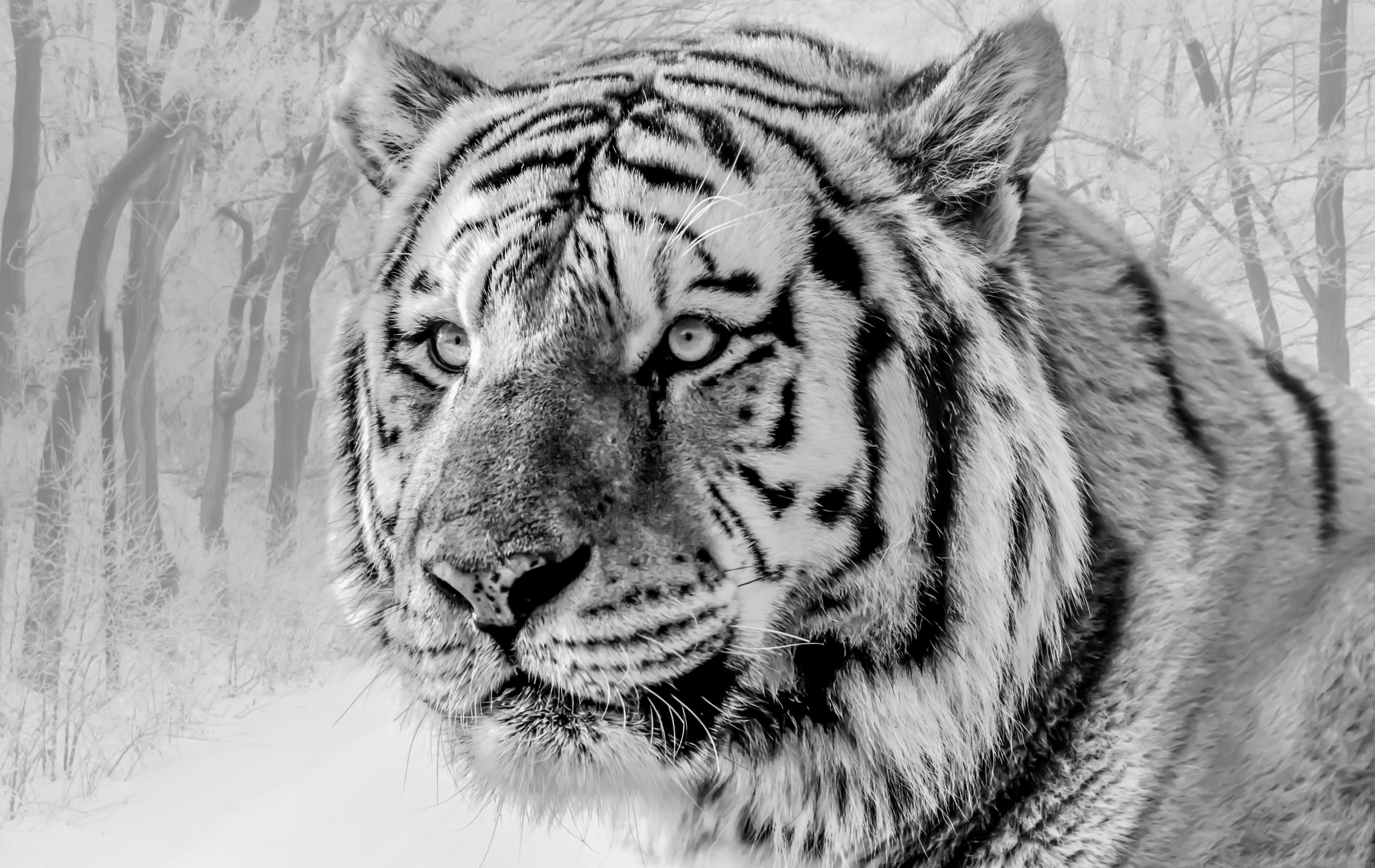 146263 descargar imagen animales, bozal, depredador, gato grande, fauna silvestre, vida silvestre, bw, chb, tigre: fondos de pantalla y protectores de pantalla gratis