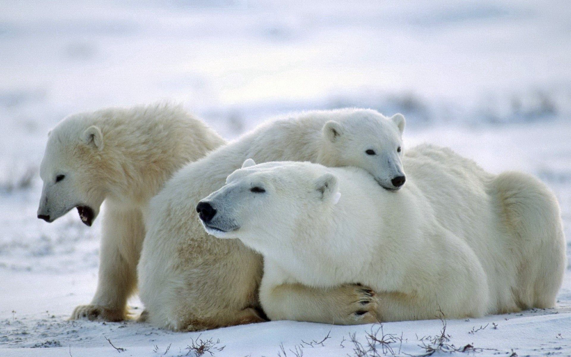 138442 télécharger le fond d'écran ours polaire, animaux, neige, ours, une famille, famille, se soucier, soin, ours blanc - économiseurs d'écran et images gratuitement