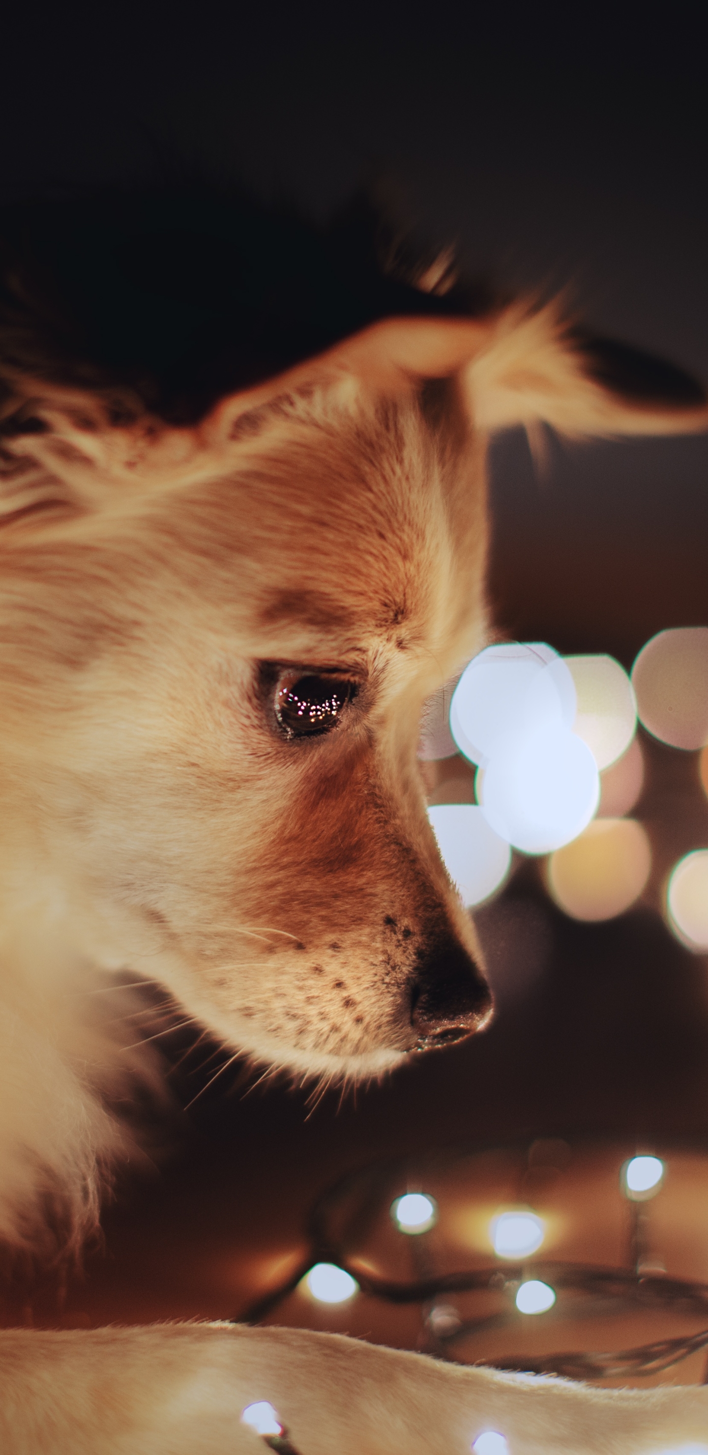 無料モバイル壁紙動物, 犬をダウンロードします。