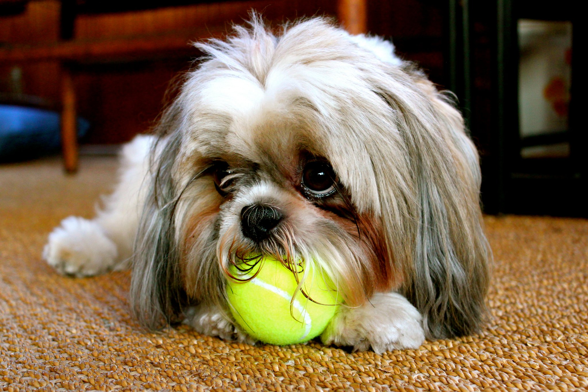 Handy-Wallpaper Tiere, Hunde, Hund kostenlos herunterladen.