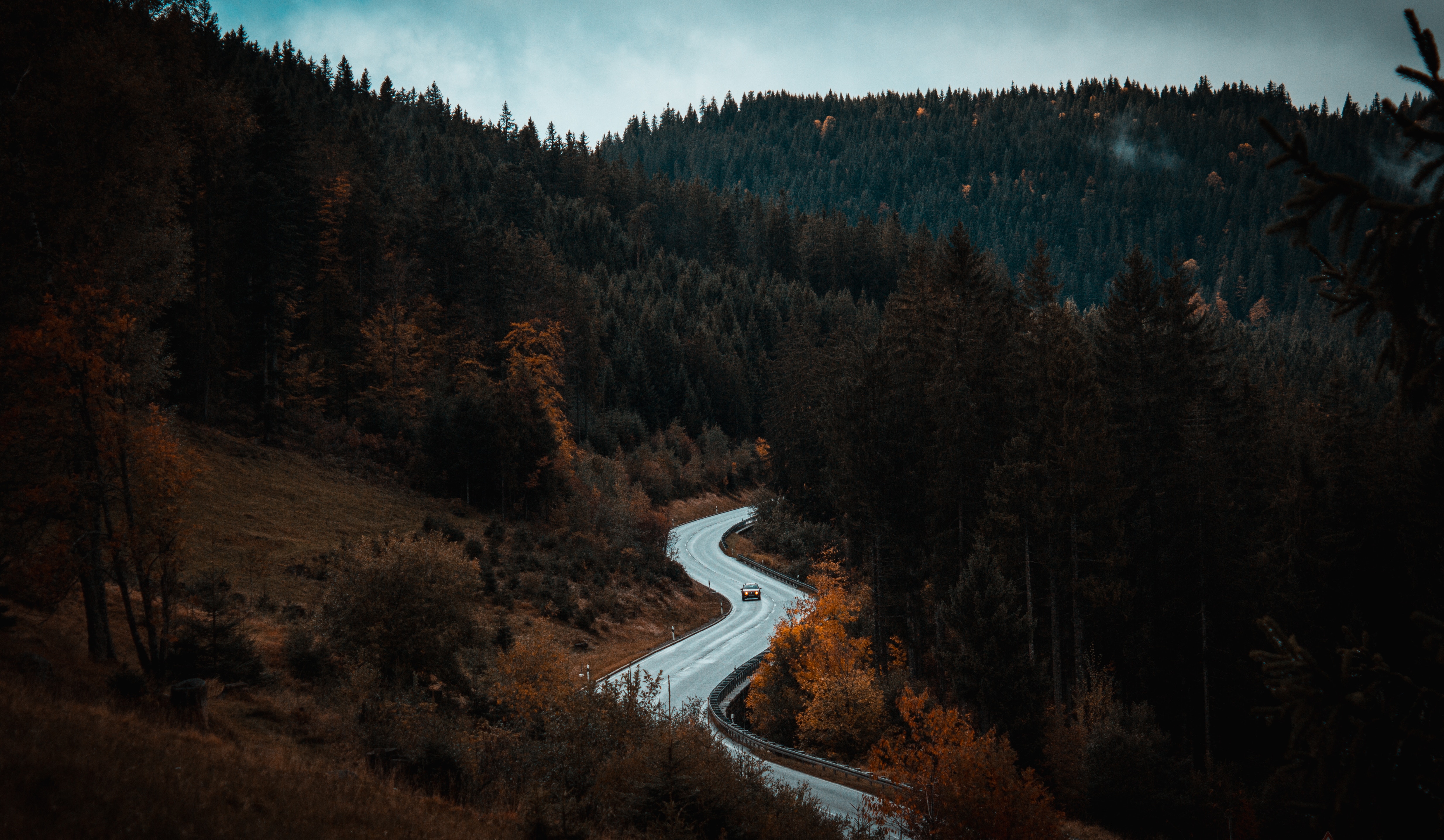 nature, forest, trees, road, winding, sinuous