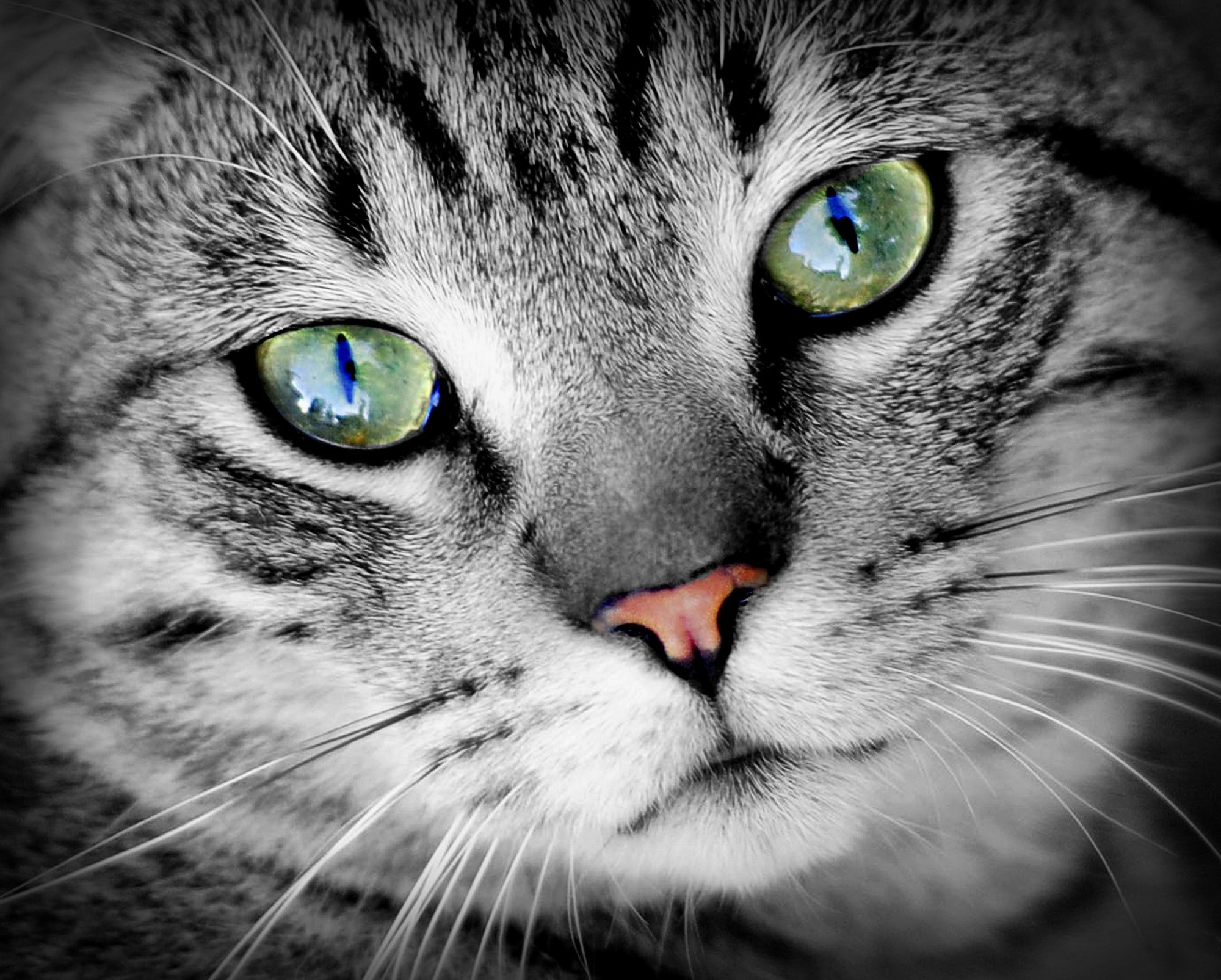 Laden Sie das Tiere, Katzen, Katze, Grüne Augen-Bild kostenlos auf Ihren PC-Desktop herunter