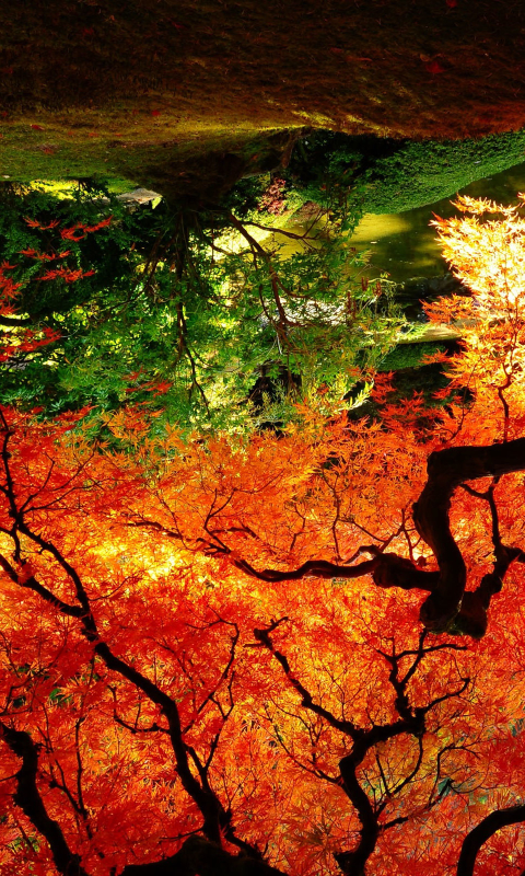 Скачать картинку Природа, Деревья, Осень, Растение, Парк, Дерево, Сад, Завод, Падать, Земля/природа в телефон бесплатно.