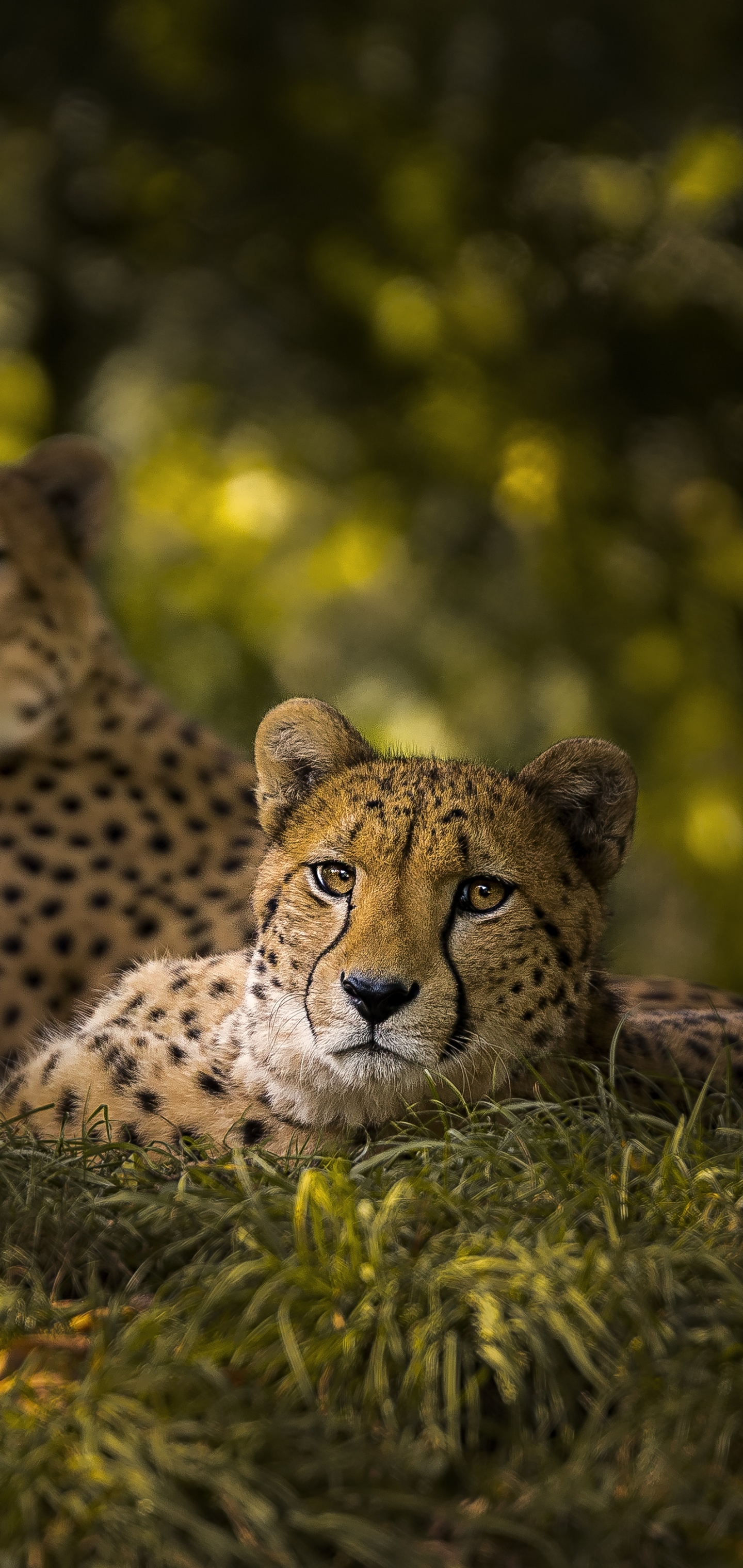 Handy-Wallpaper Tiere, Katzen, Gepard kostenlos herunterladen.