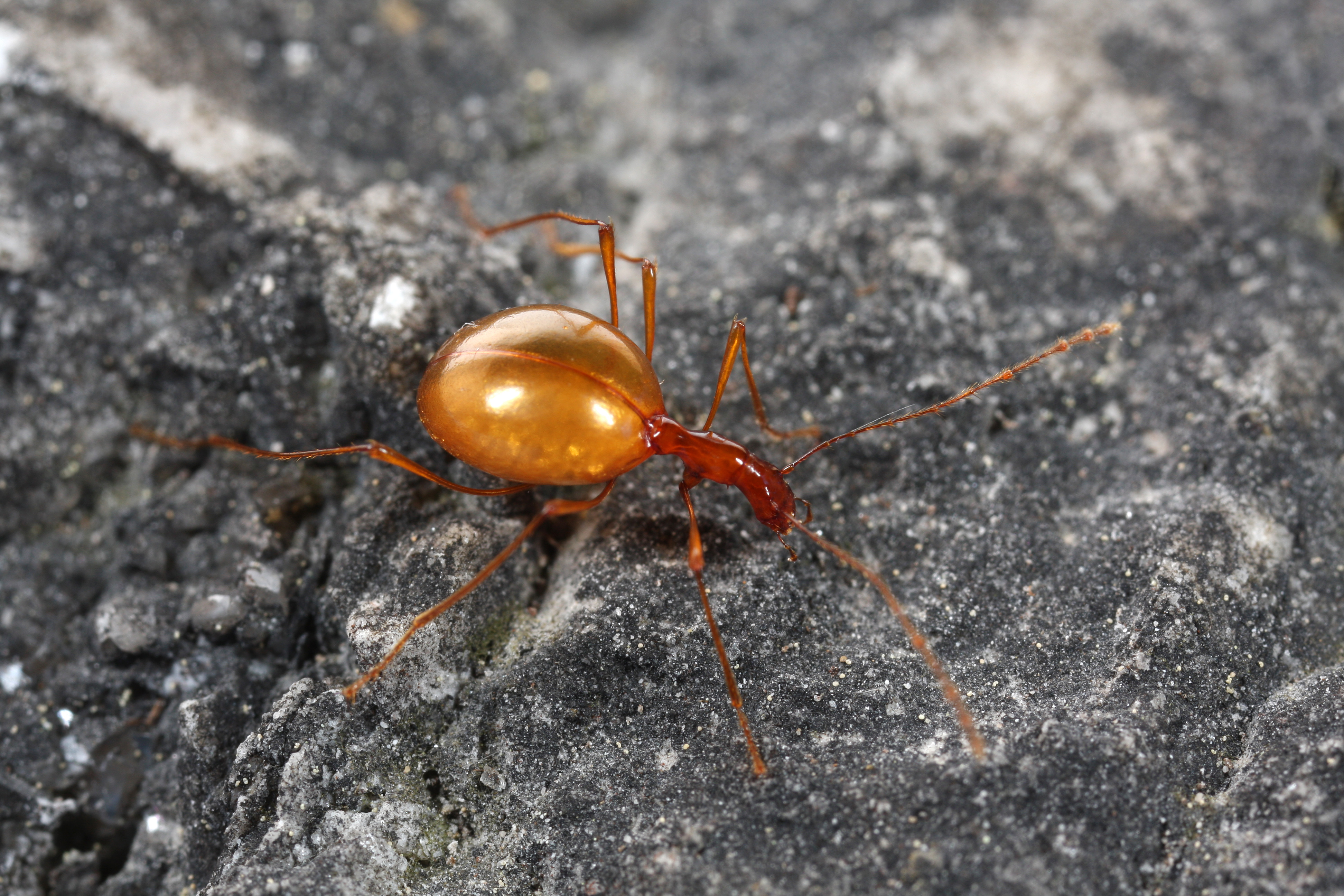 Téléchargez des papiers peints mobile Animaux, Insecte gratuitement.