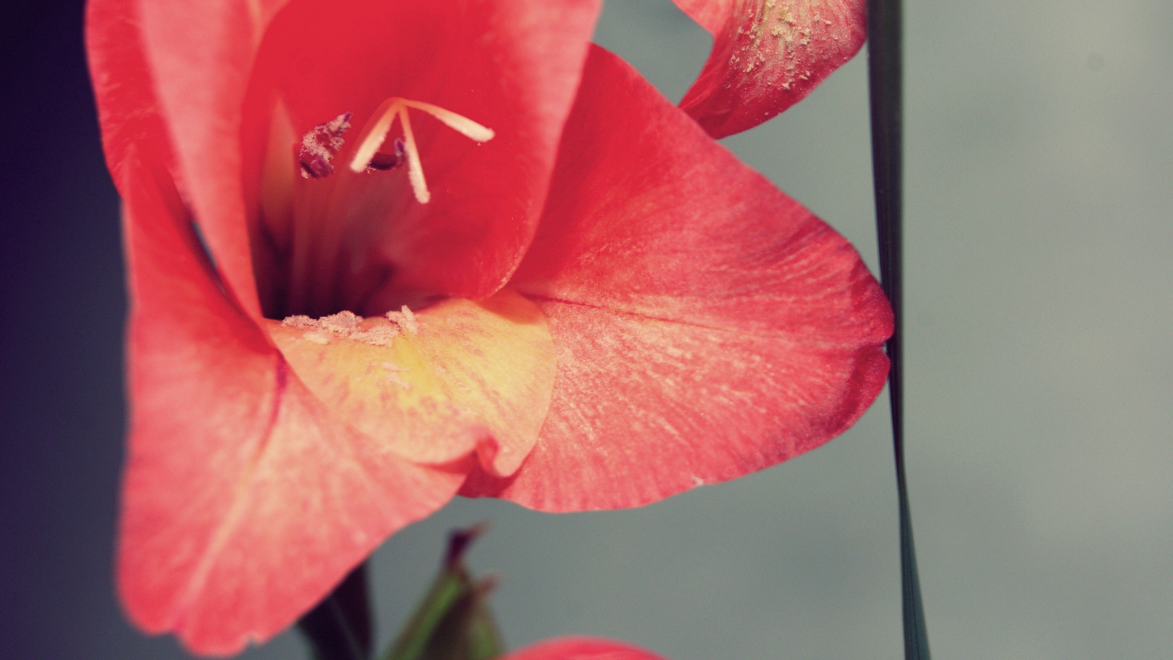 Free download wallpaper Stamens, Background, Flower, Macro, Petals on your PC desktop
