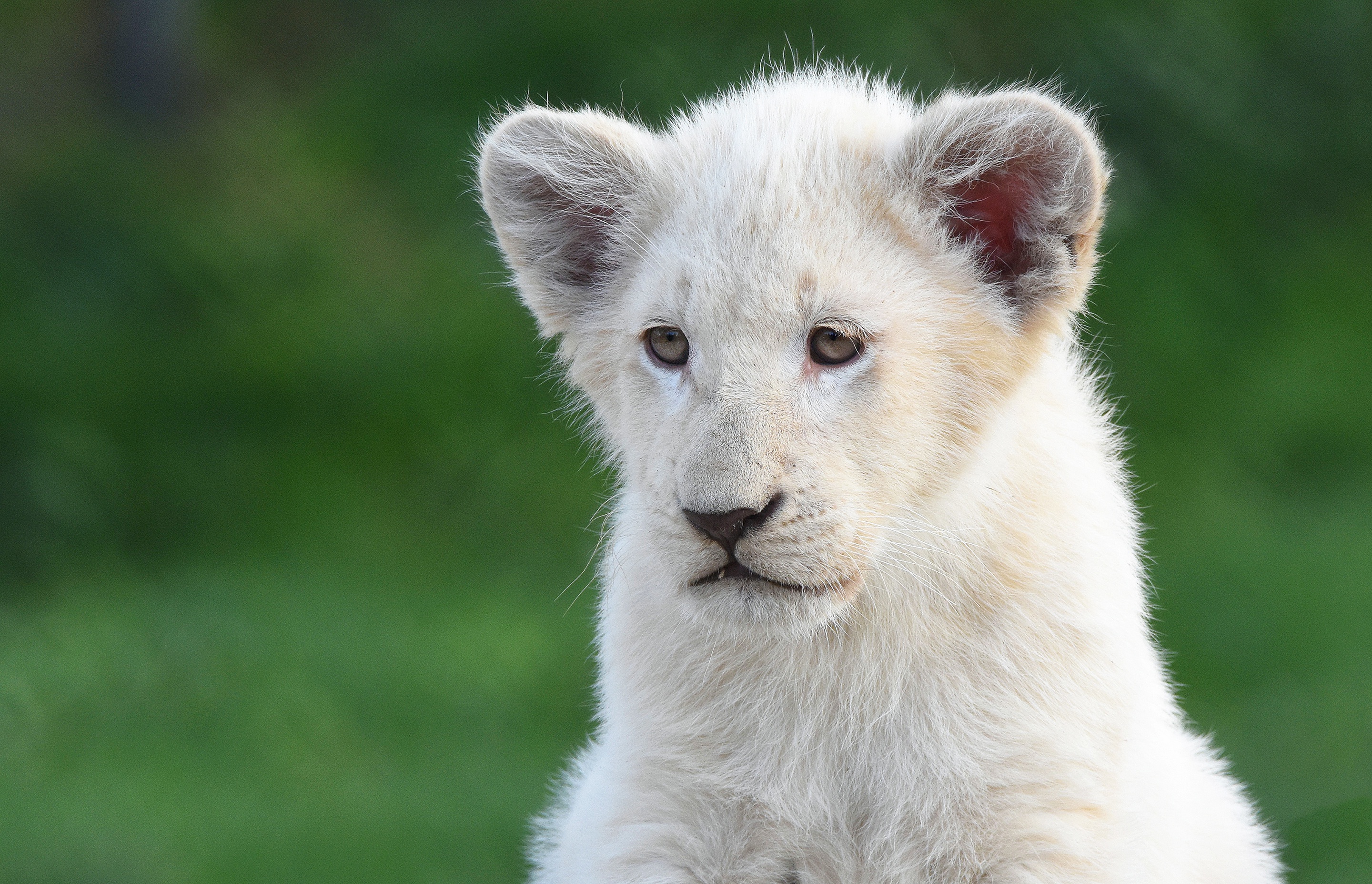 464796 télécharger l'image lion blanc, animaux, lion, bébé animal, lionceau, chats - fonds d'écran et économiseurs d'écran gratuits