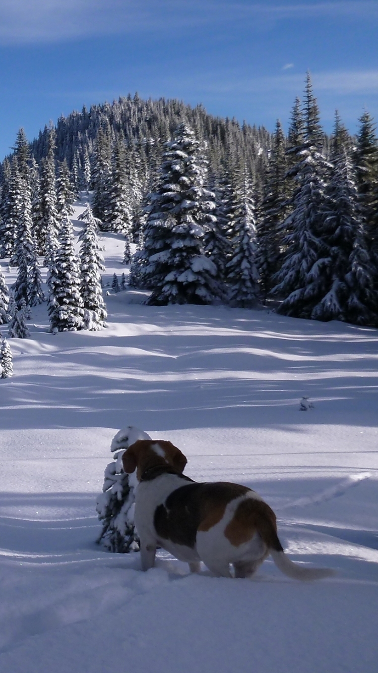 Download mobile wallpaper Winter, Nature, Dogs, Snow, Canada, Dog, Animal, Beagle for free.