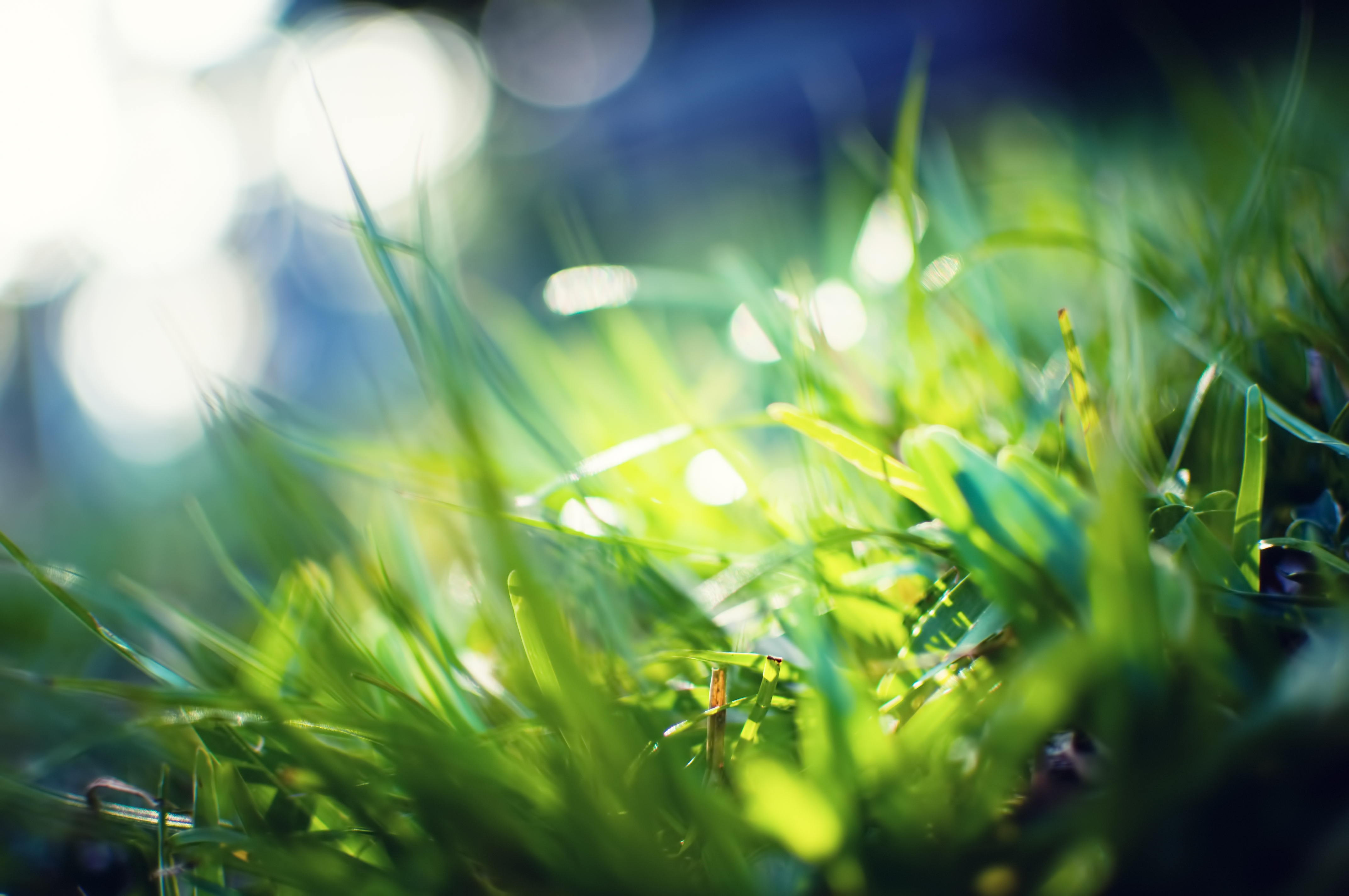 Download mobile wallpaper Greased, Smeared, Grass, Macro, Glare, Shine, Light, Color for free.