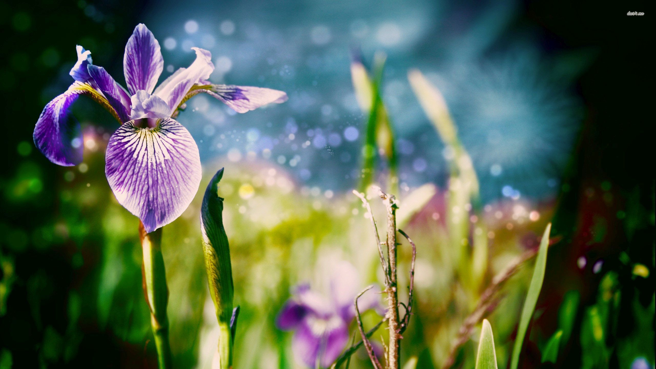 earth, iris, flower, flowers HD wallpaper