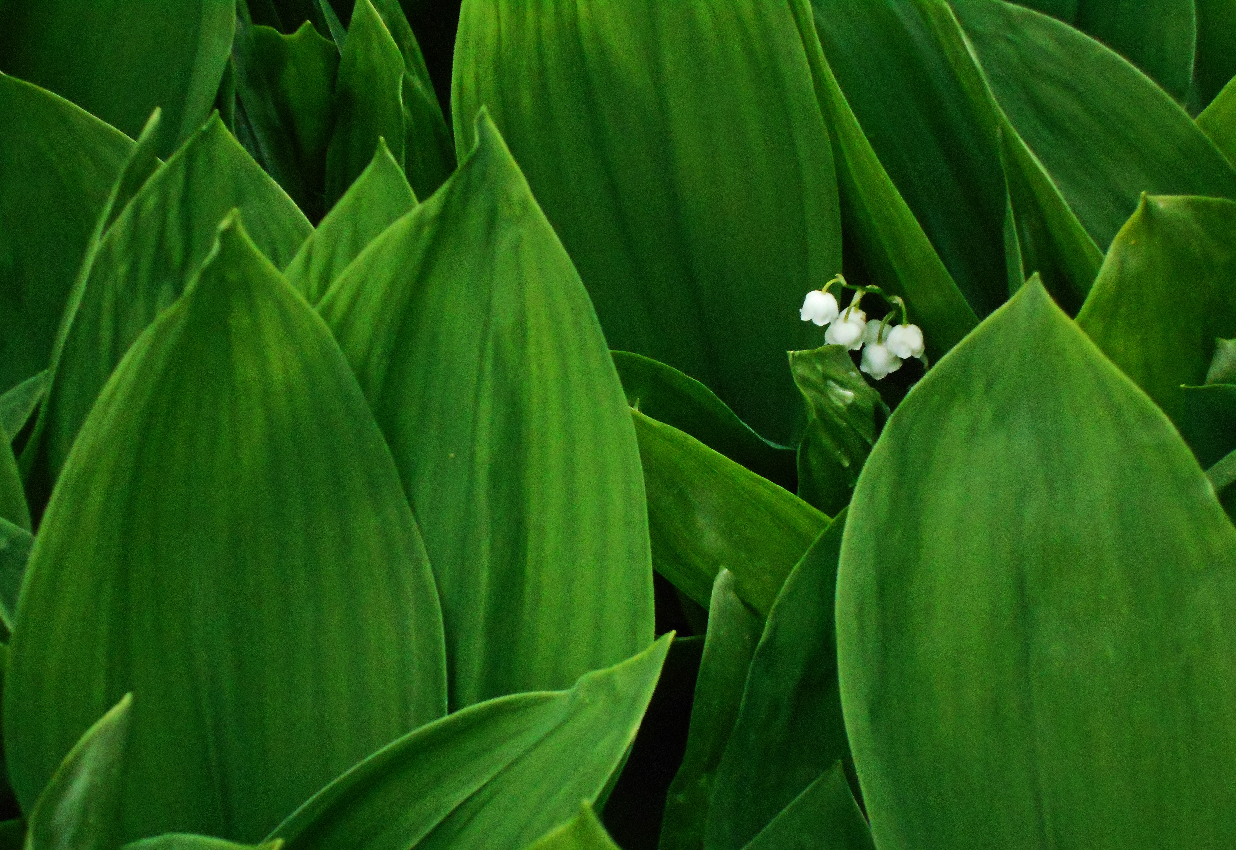 Download mobile wallpaper Flowers, Lily Of The Valley, Flower, Leaf, Earth for free.