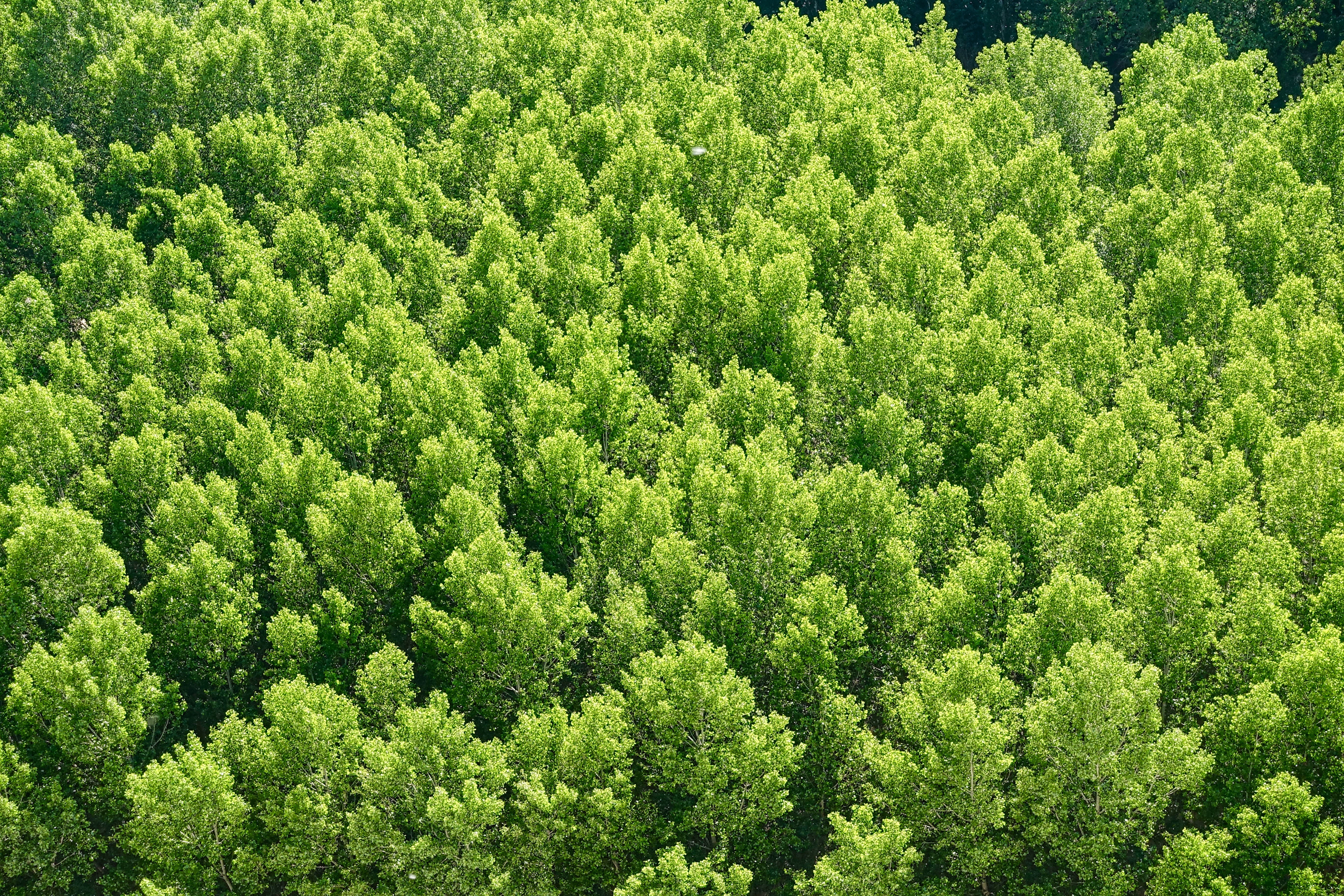 Download mobile wallpaper Trees, Nature, View From Above, Forest for free.