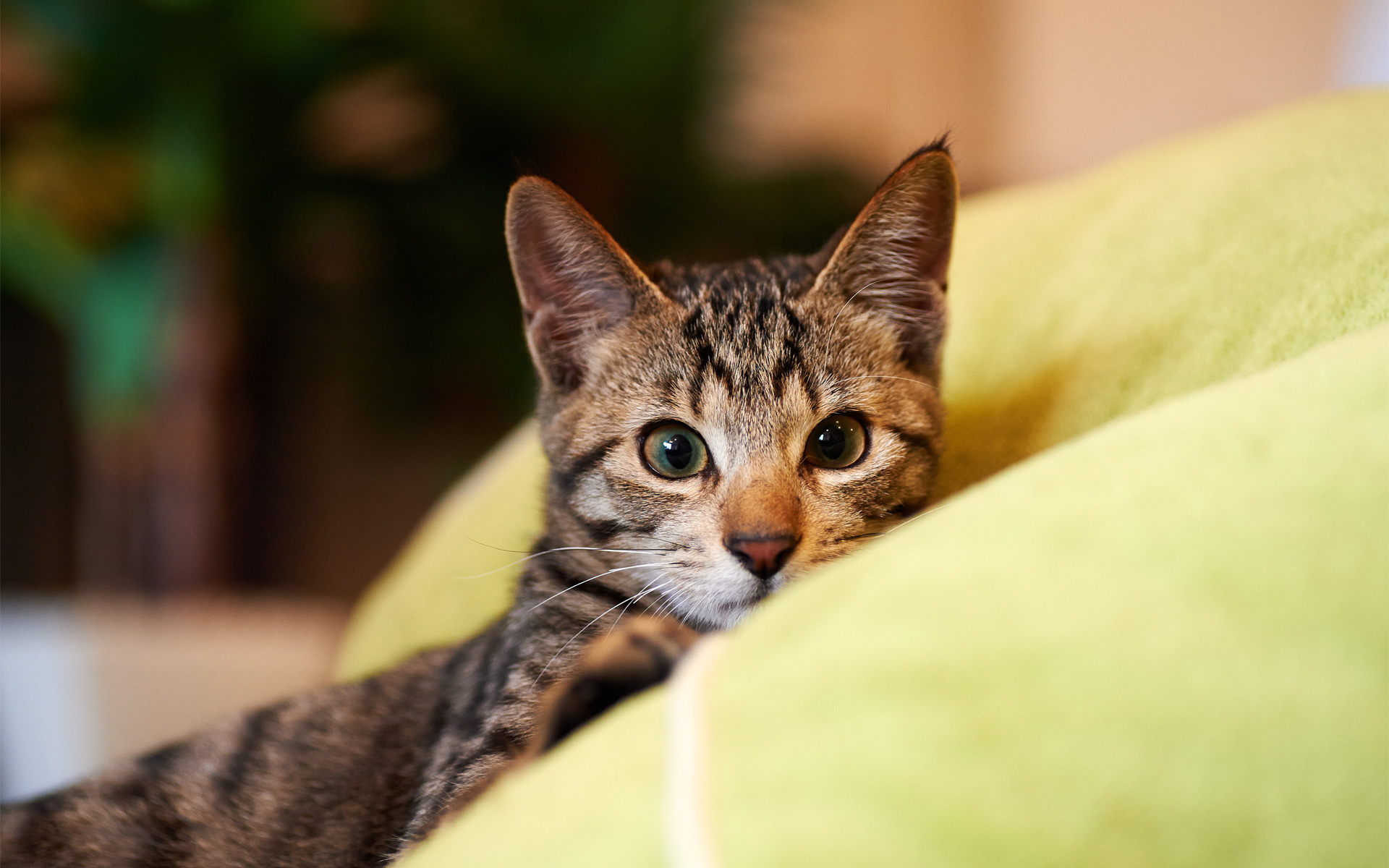 Baixe gratuitamente a imagem Gato, Gatos, Animais na área de trabalho do seu PC