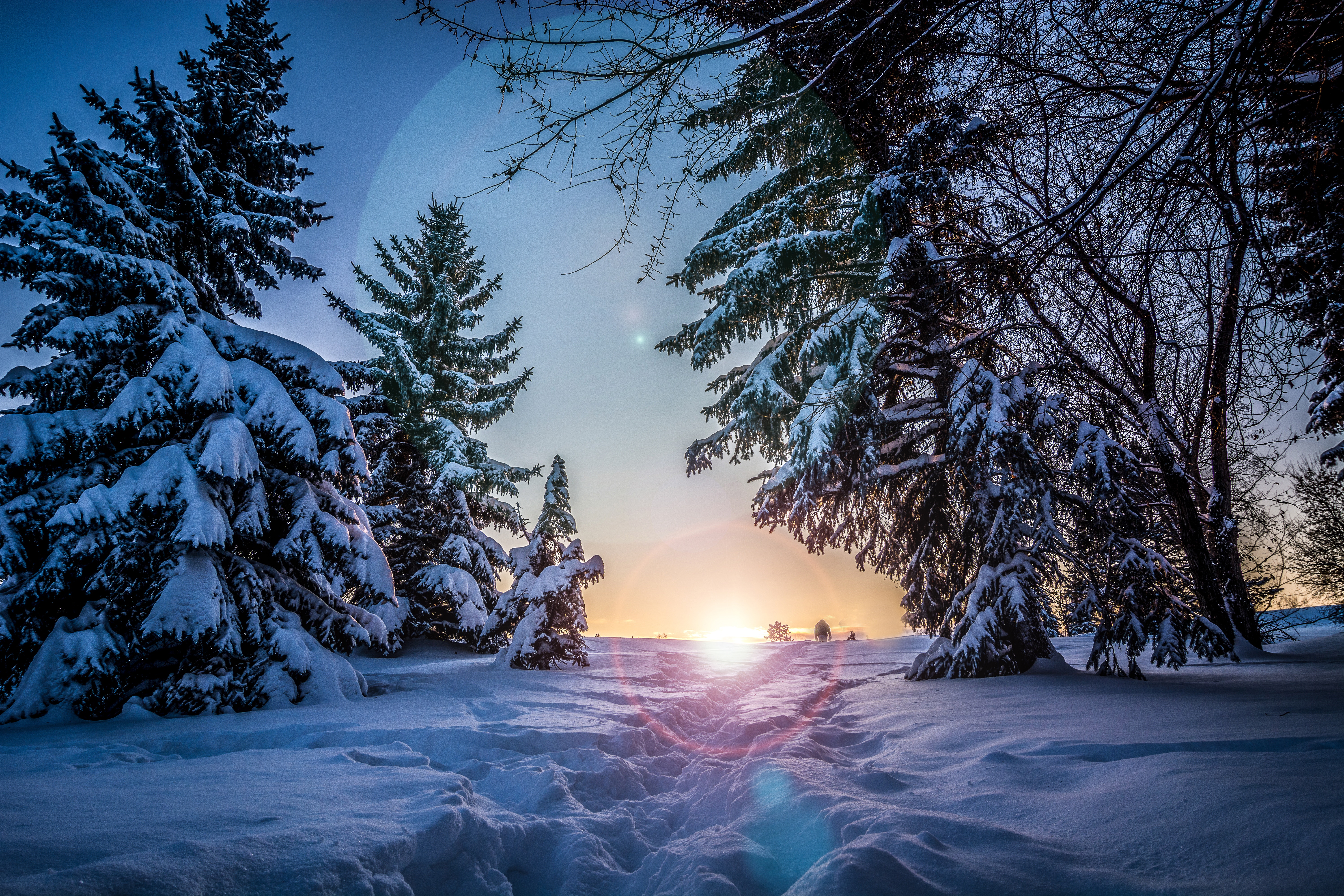 Free download wallpaper Sunlight, Path, Trees, Winter, Nature, Snow on your PC desktop