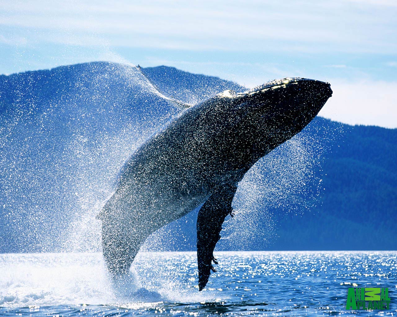 1480528 baixar papel de parede baleia, animais, violação - protetores de tela e imagens gratuitamente