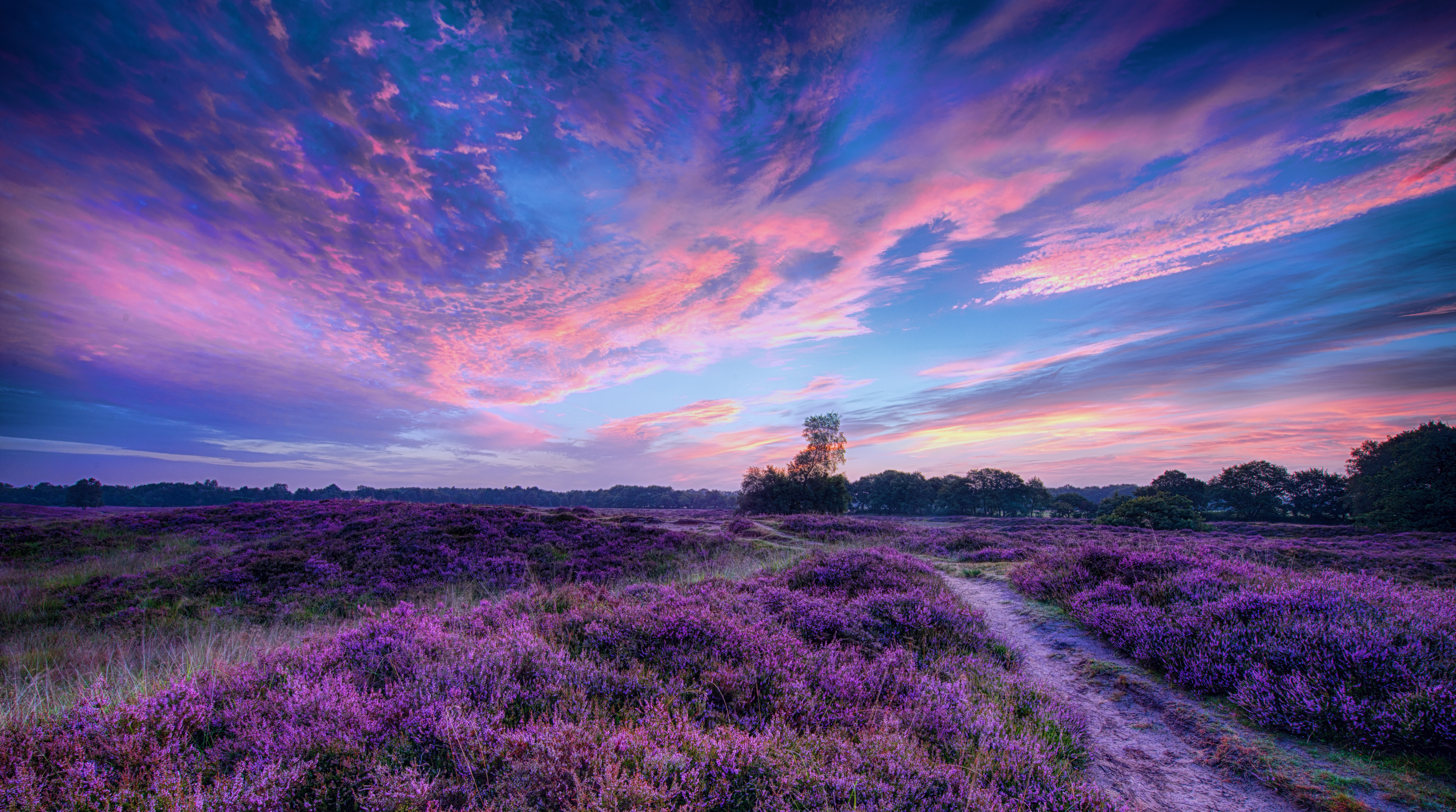 Free download wallpaper Sunset, Sky, Earth, Field, Purple Flower on your PC desktop